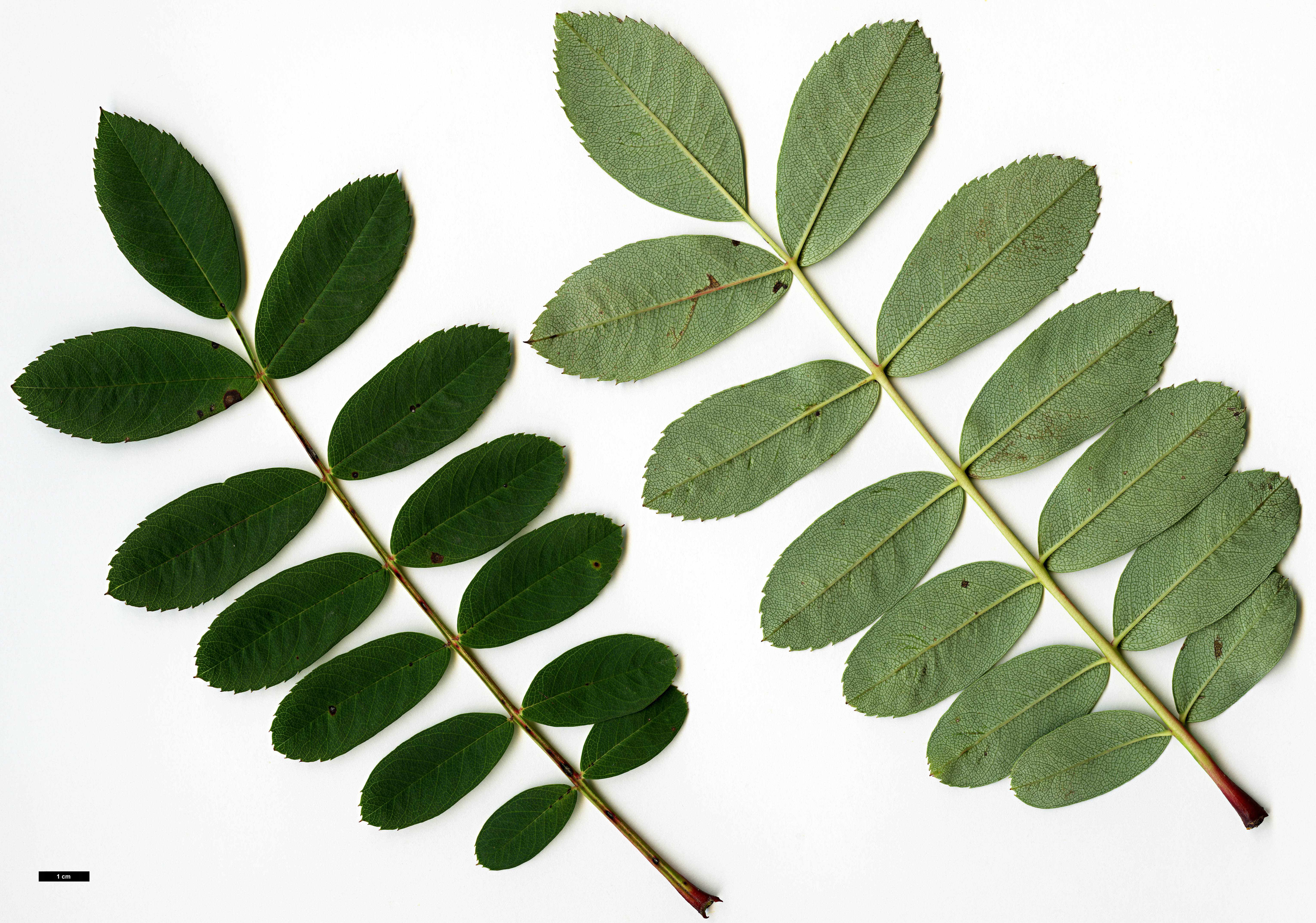 High resolution image: Family: Rosaceae - Genus: Sorbus - Taxon: pseudohupehensis