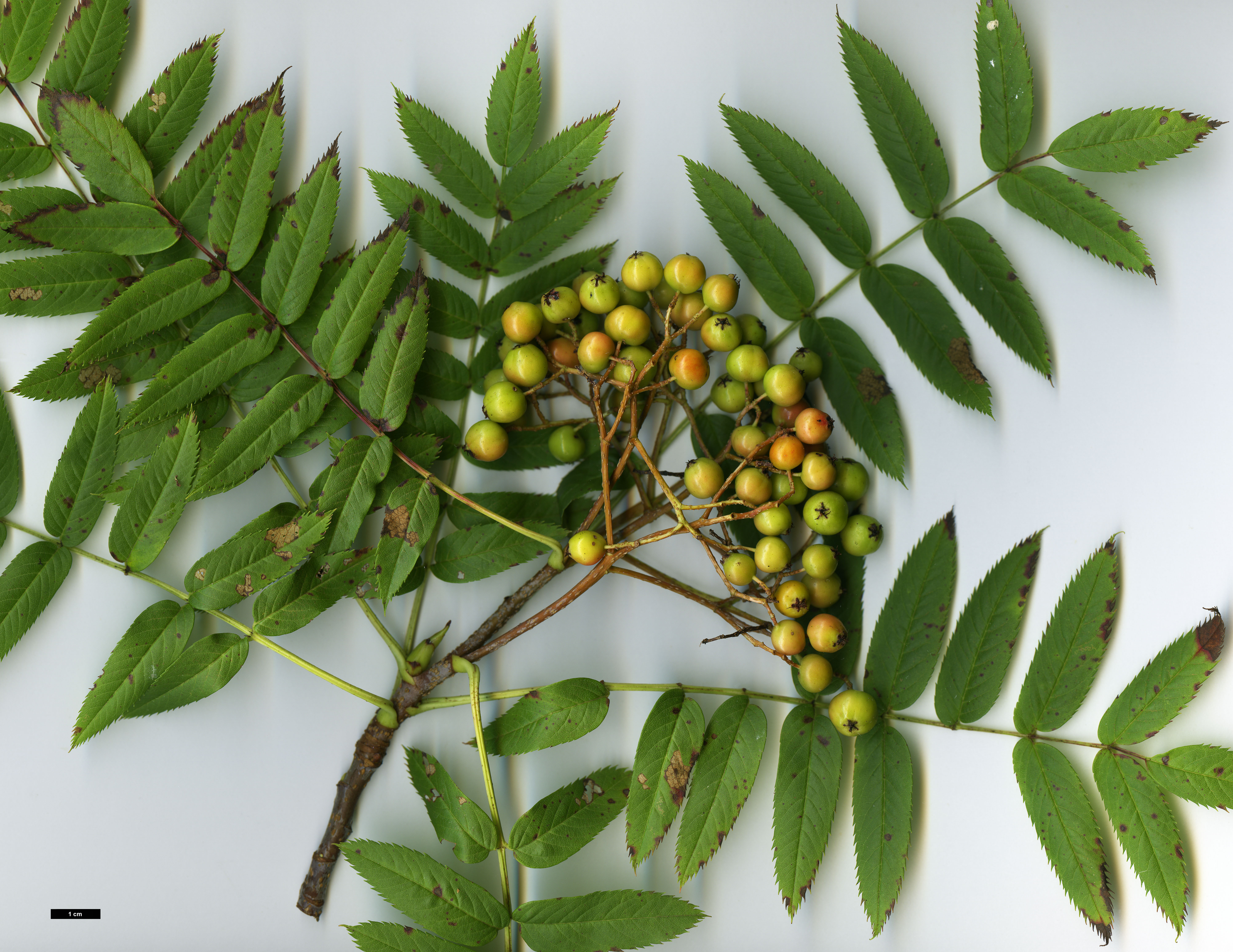 High resolution image: Family: Rosaceae - Genus: Sorbus - Taxon: randaiensis