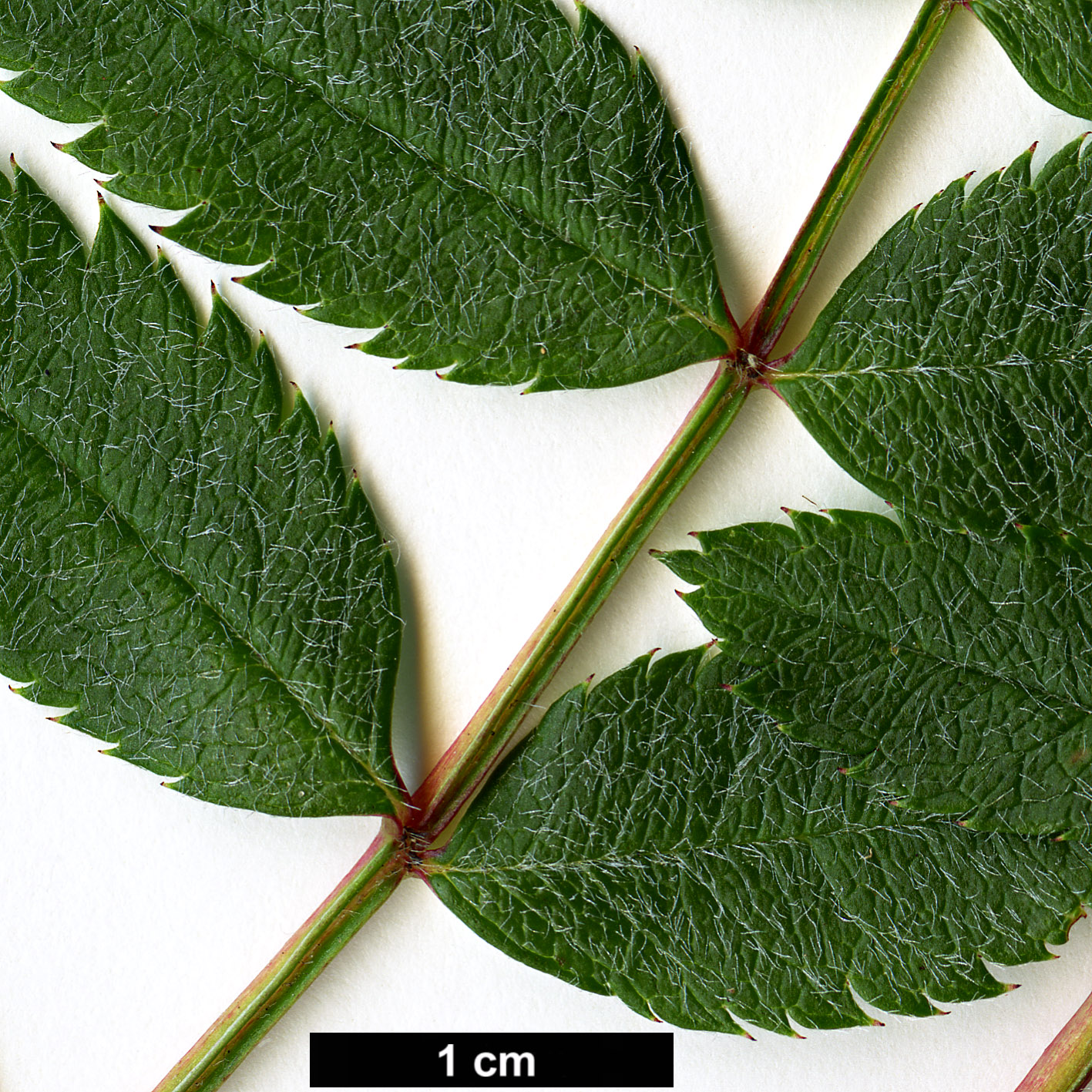 High resolution image: Family: Rosaceae - Genus: Sorbus - Taxon: reducta