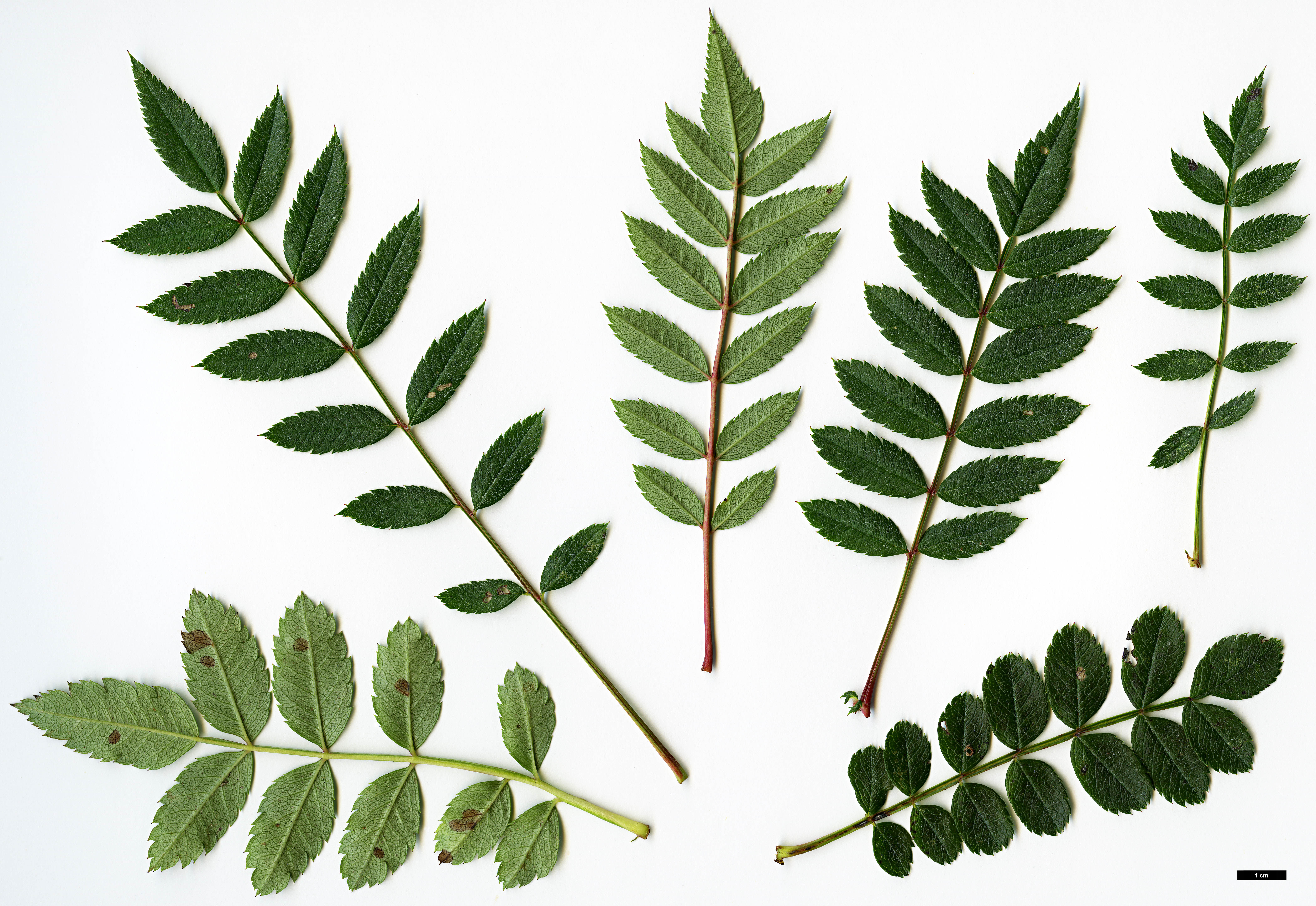 High resolution image: Family: Rosaceae - Genus: Sorbus - Taxon: reducta