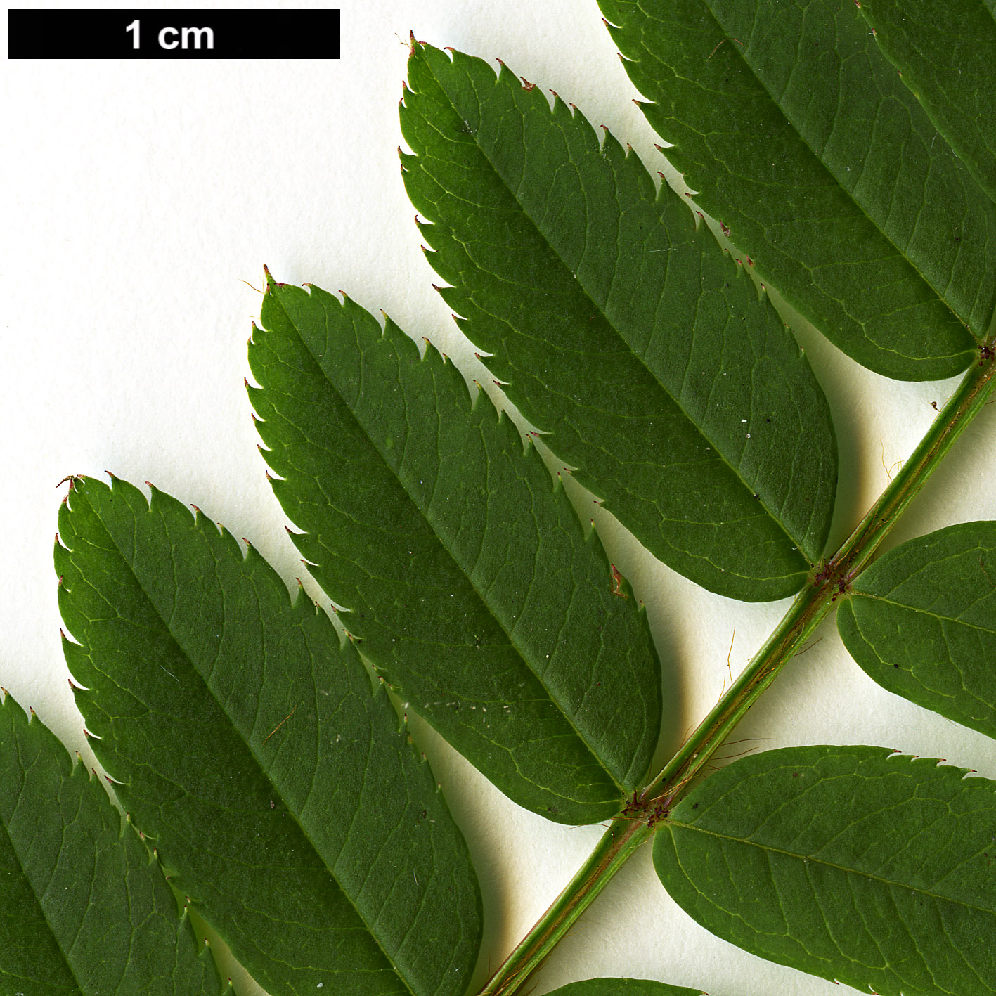High resolution image: Family: Rosaceae - Genus: Sorbus - Taxon: rutilans
