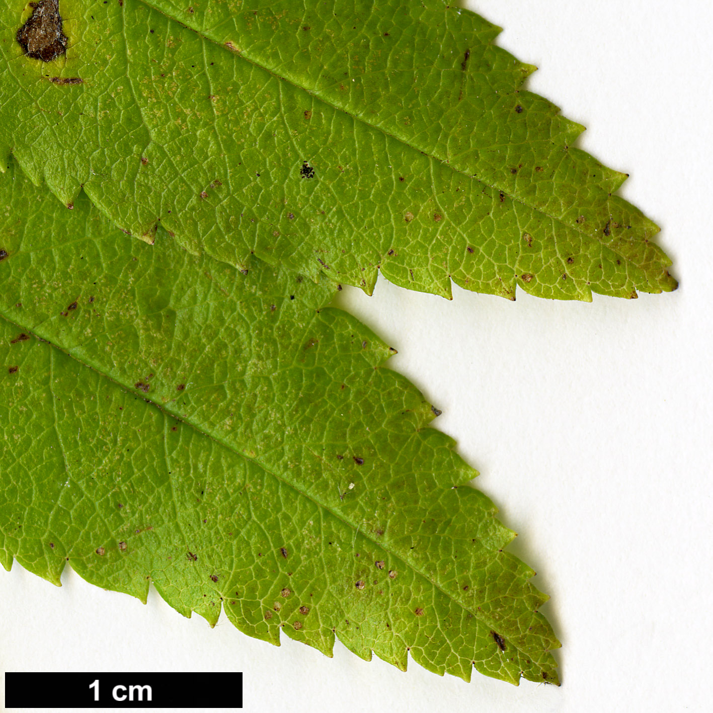 High resolution image: Family: Rosaceae - Genus: Sorbus - Taxon: sambucifolia