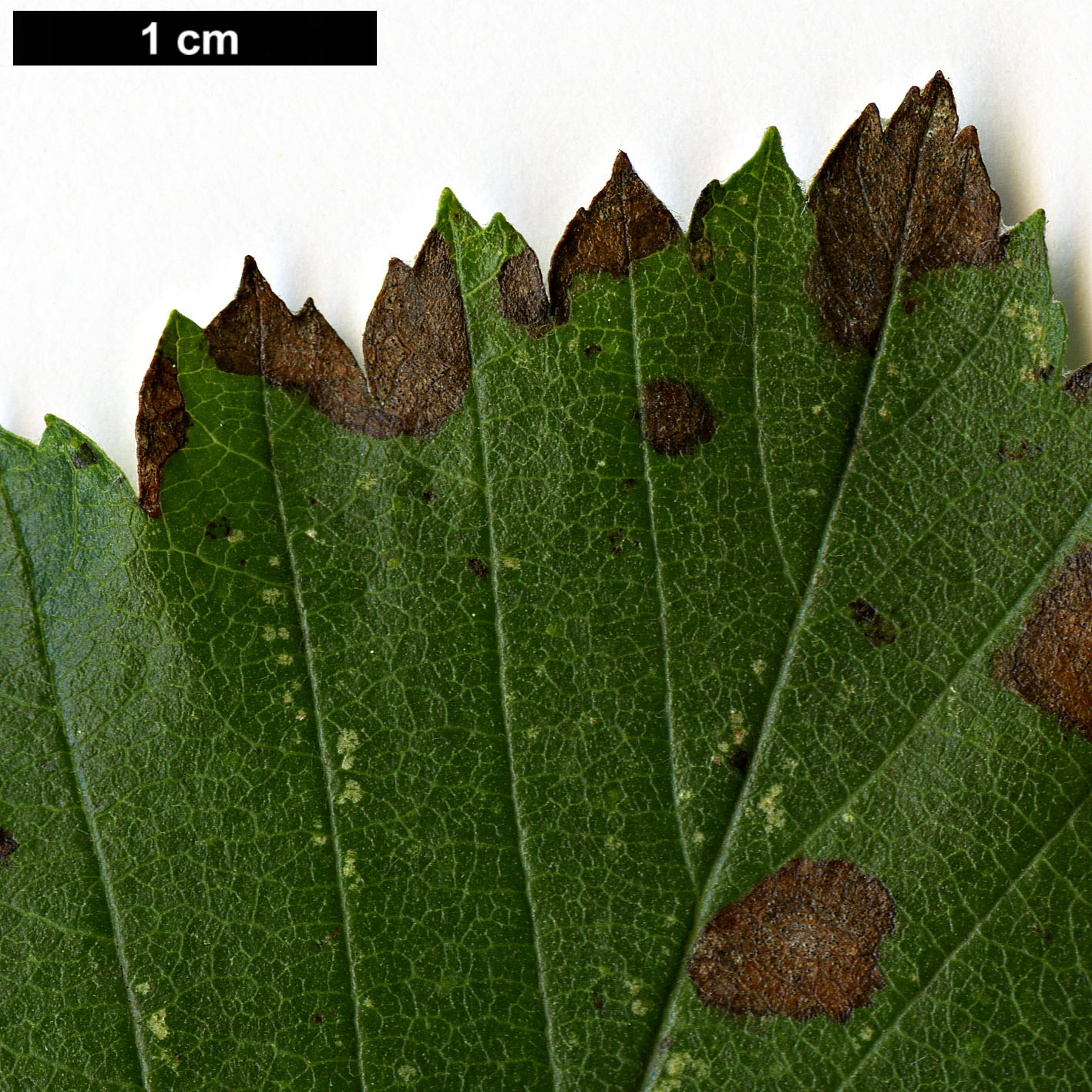 High resolution image: Family: Rosaceae - Genus: Sorbus - Taxon: takhtajanii