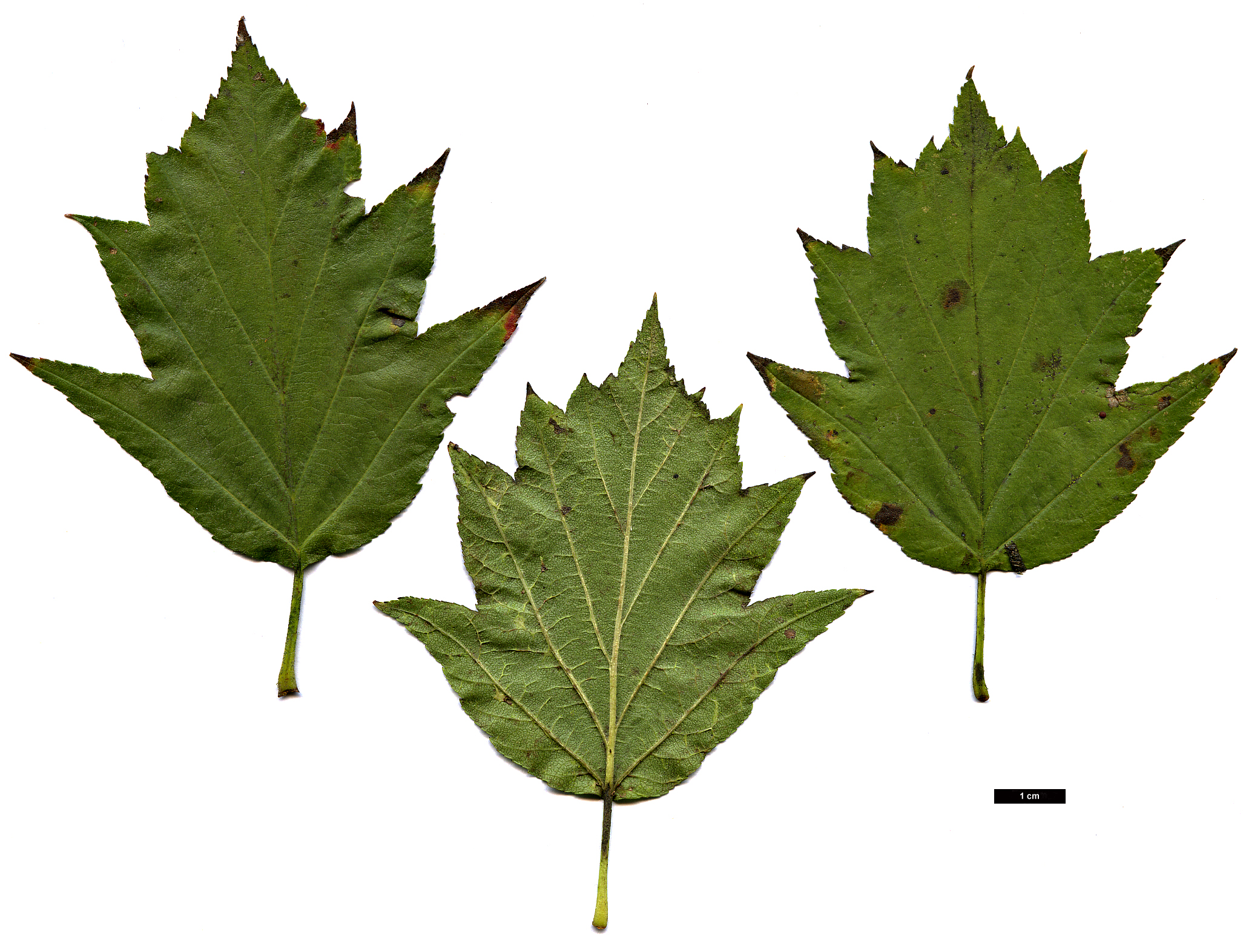 High resolution image: Family: Rosaceae - Genus: Sorbus - Taxon: torminalis