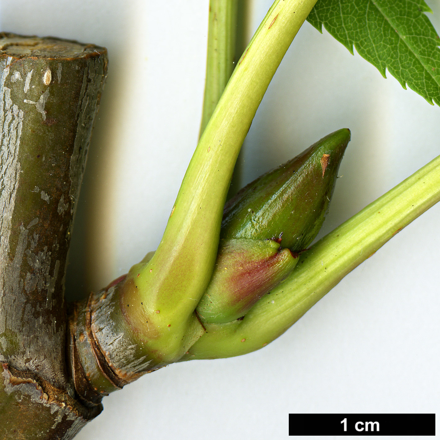 High resolution image: Family: Rosaceae - Genus: Sorbus - Taxon: ulleungensis