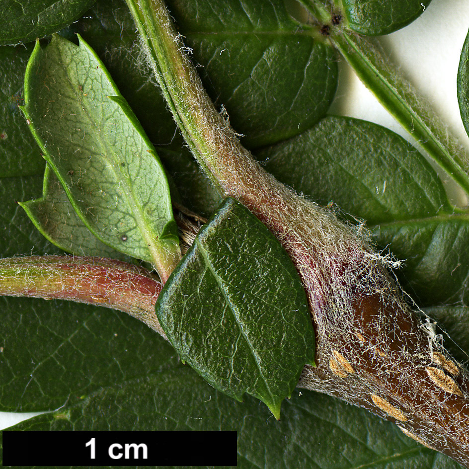 High resolution image: Family: Rosaceae - Genus: Sorbus - Taxon: wallichii