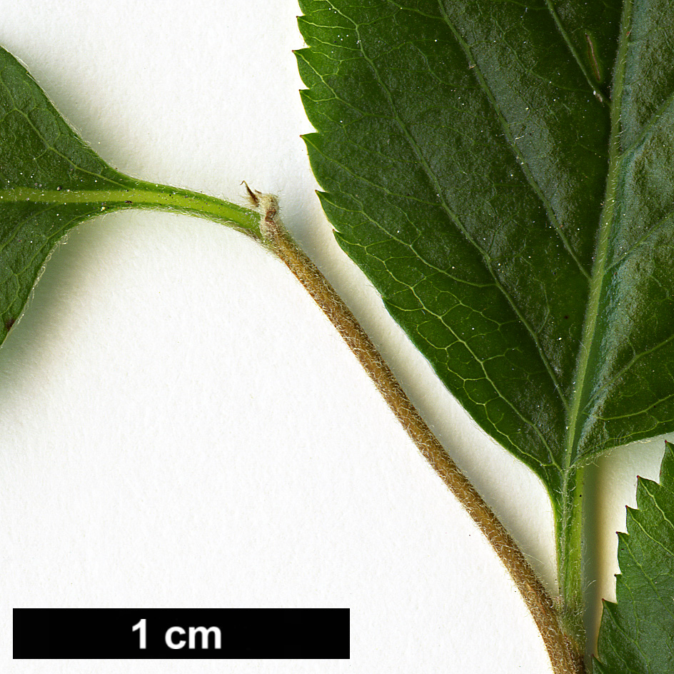 High resolution image: Family: Rosaceae - Genus: Spiraea - Taxon: prunifolia