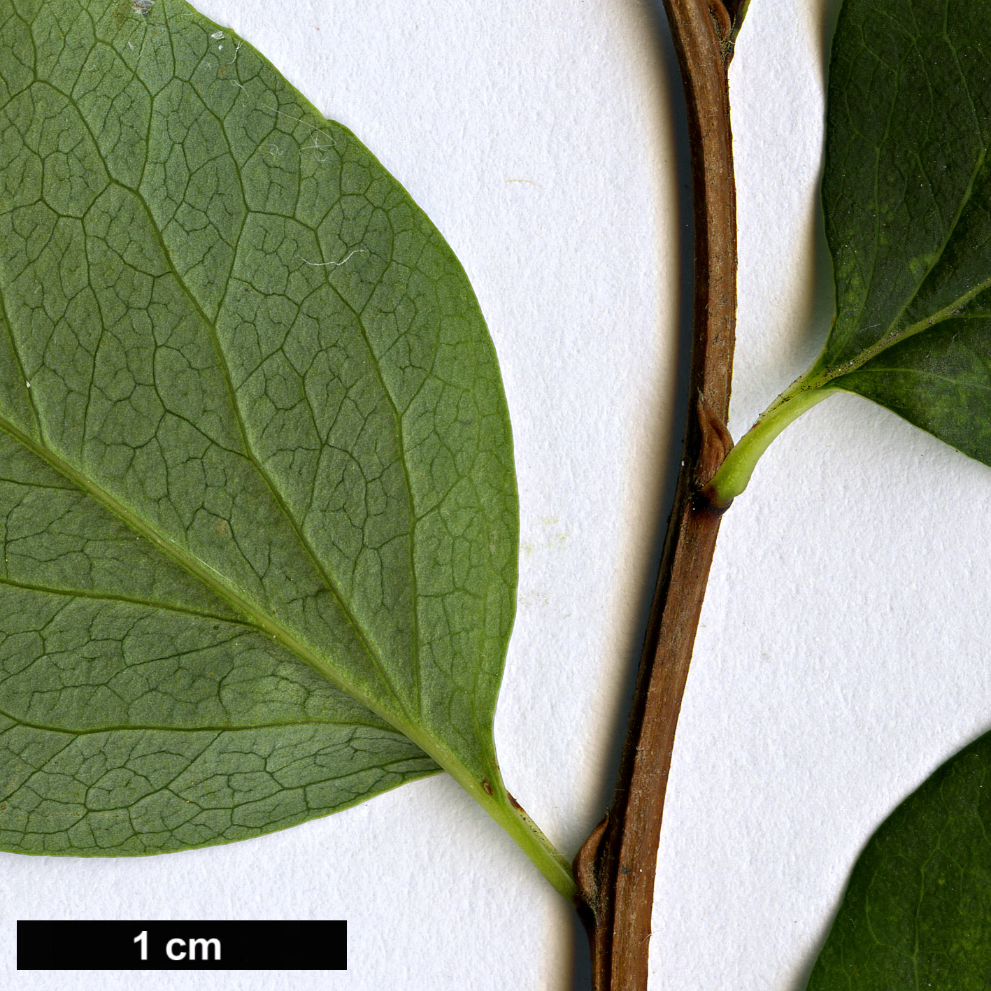 High resolution image: Family: Rosaceae - Genus: Spiraea - Taxon: trichocarpa