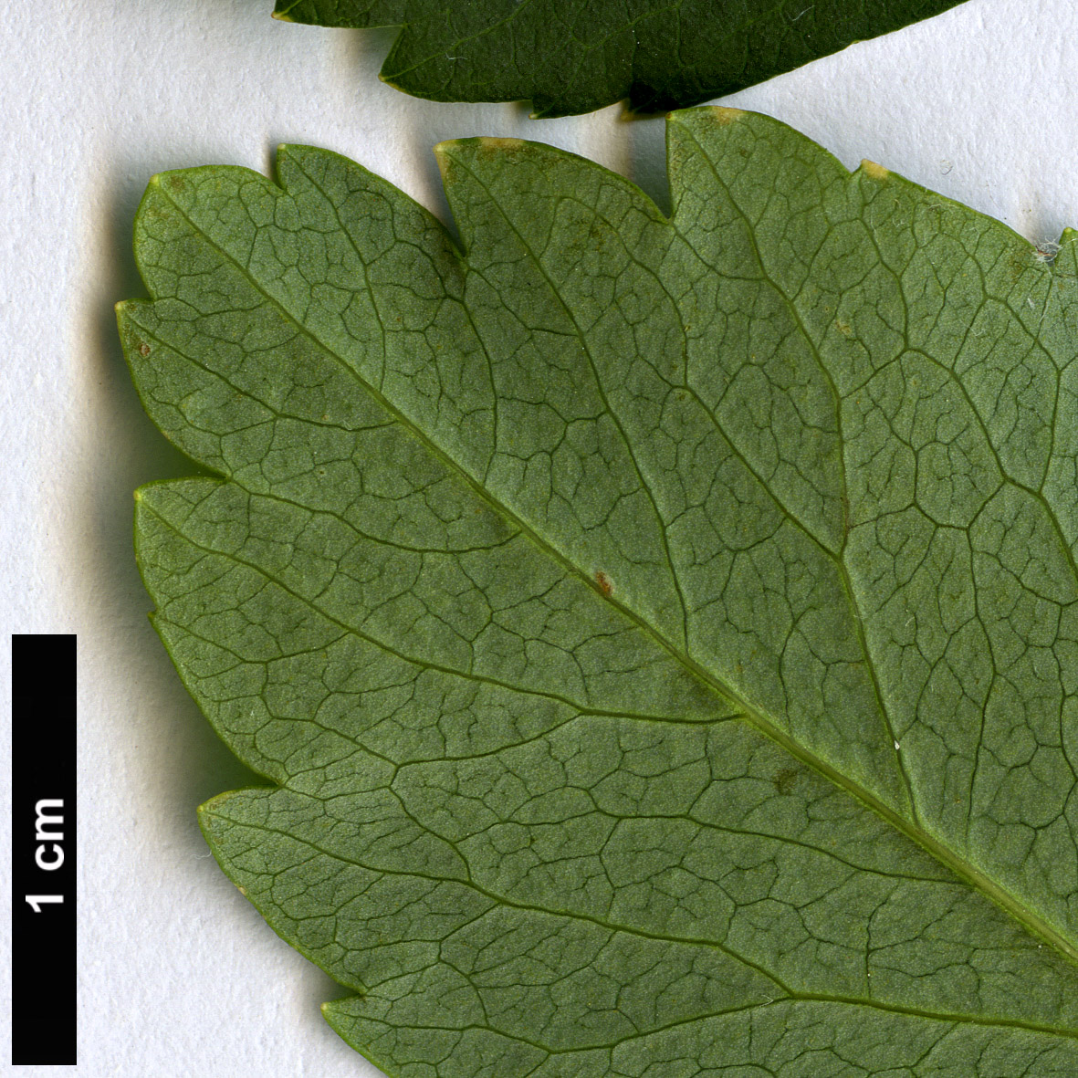 High resolution image: Family: Rosaceae - Genus: Spiraea - Taxon: trichocarpa