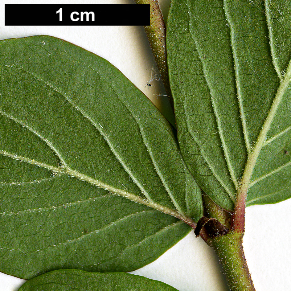 High resolution image: Family: Rubiaceae - Genus: Adina - Taxon: rubella