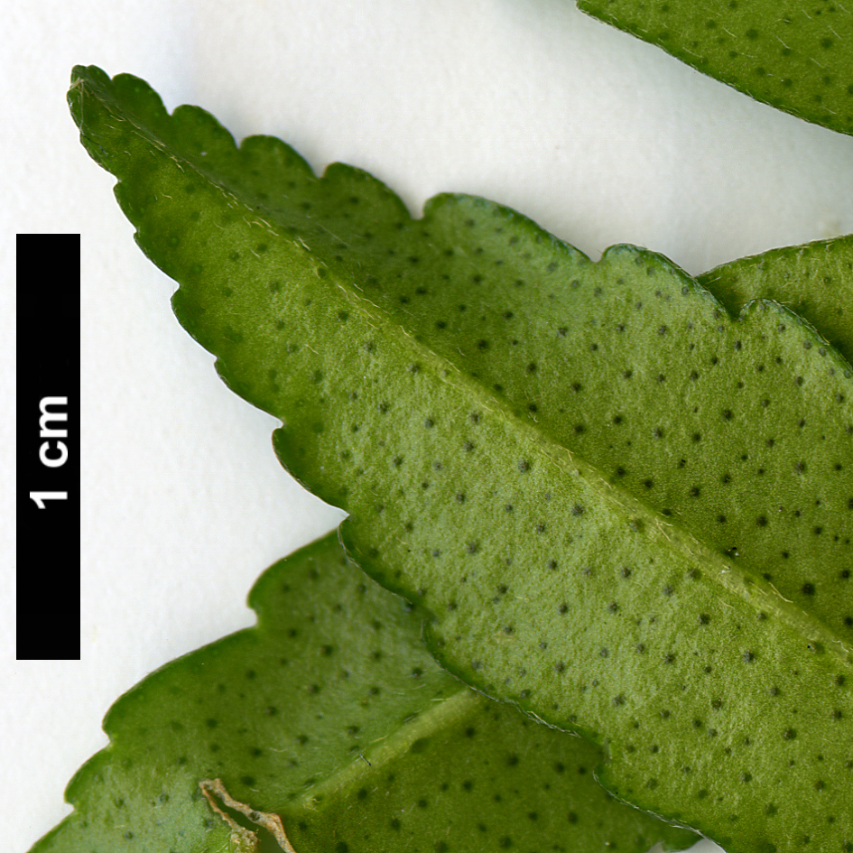 High resolution image: Family: Rutaceae - Genus: Acradenia - Taxon: frankliniae