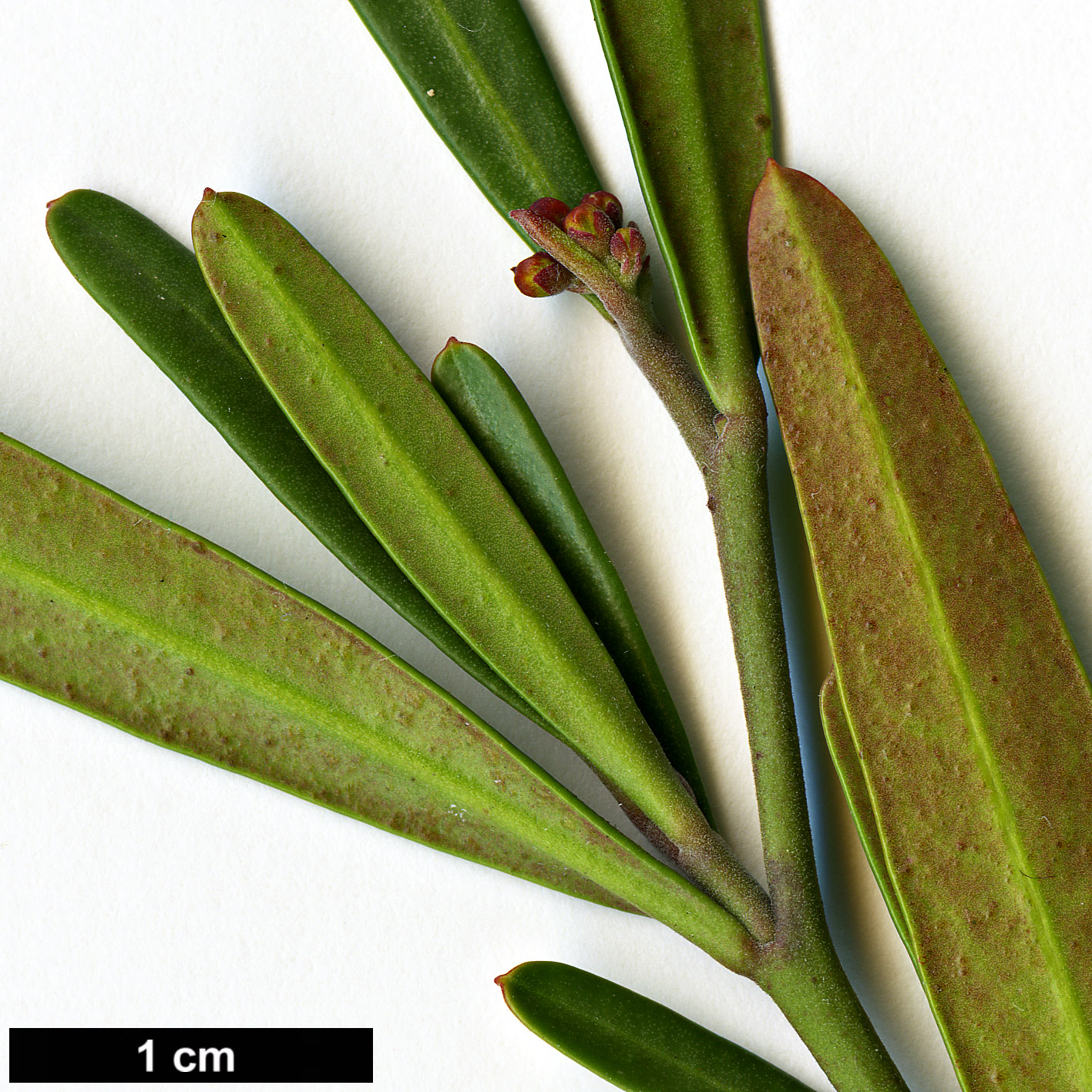 High resolution image: Family: Rutaceae - Genus: Cneorum - Taxon: tricoccon