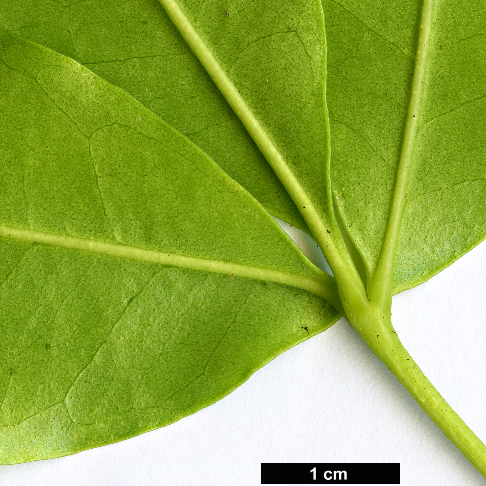 High resolution image: Family: Rutaceae - Genus: Melicope - Taxon: ternata
