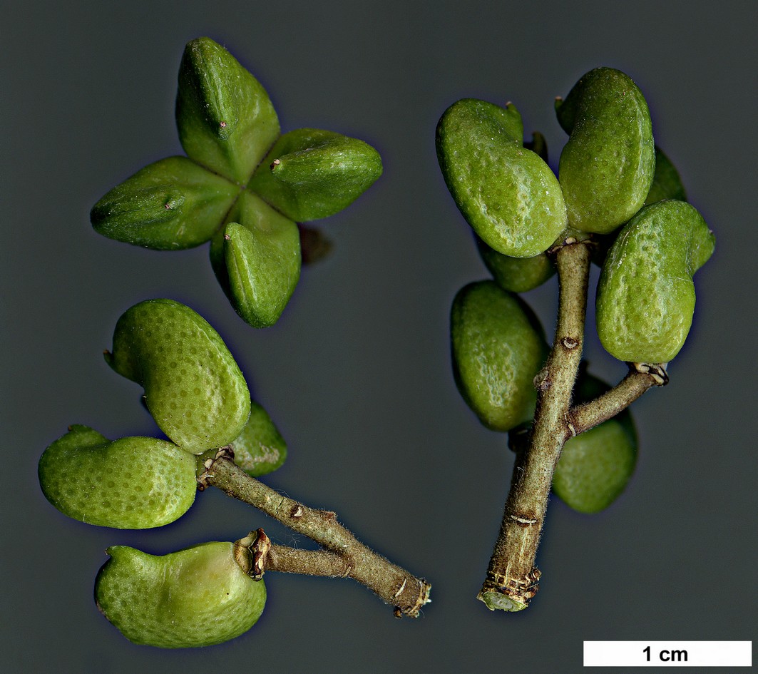 High resolution image: Family: Rutaceae - Genus: Orixa - Taxon: japonica