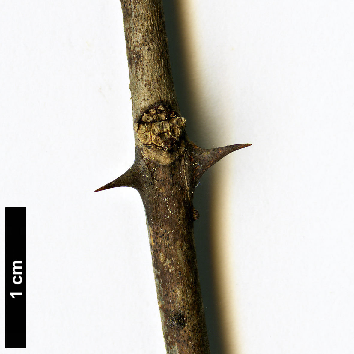 High resolution image: Family: Rutaceae - Genus: Zanthoxylum - Taxon: americanum
