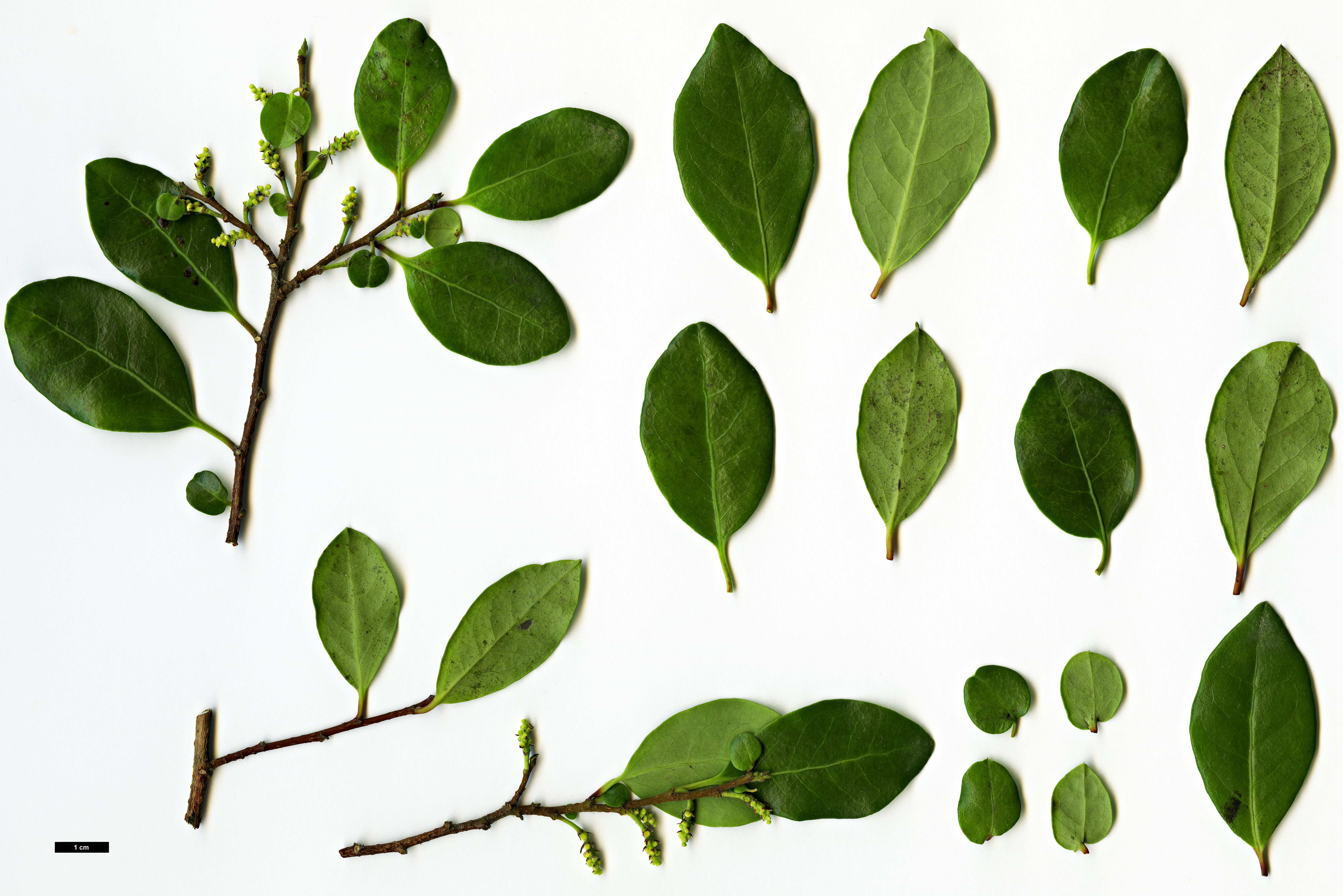 High resolution image: Family: Salicaceae - Genus: Azara - Taxon: integrifolia