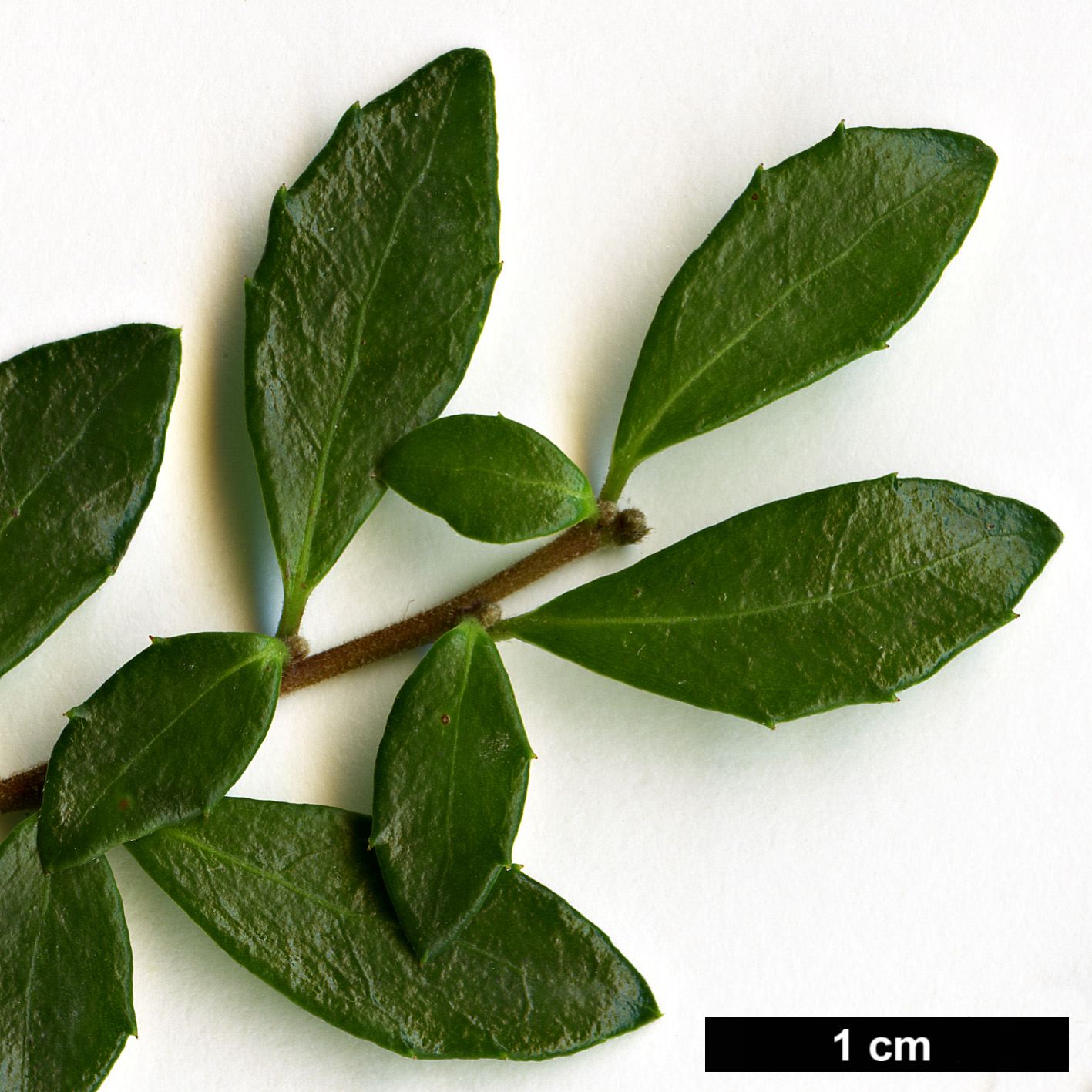 High resolution image: Family: Salicaceae - Genus: Azara - Taxon: microphylla