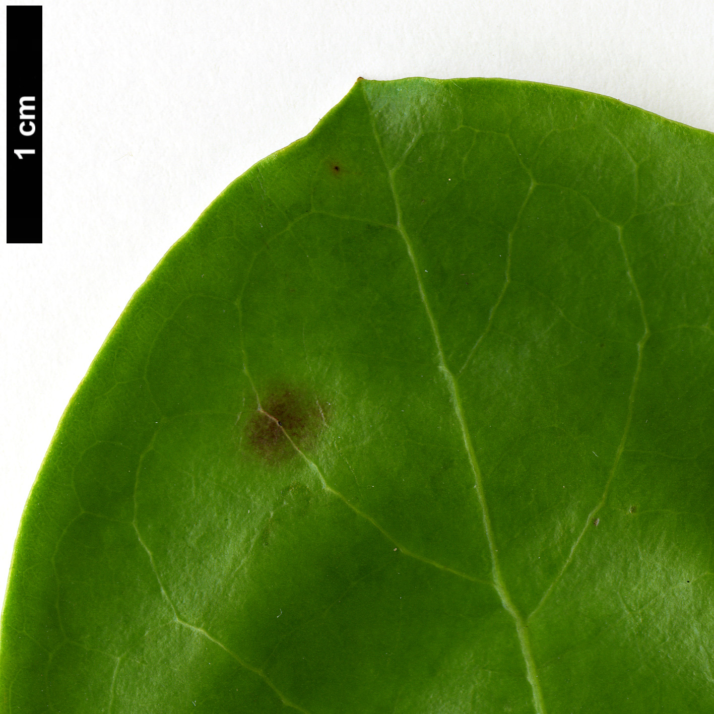 High resolution image: Family: Salicaceae - Genus: Azara - Taxon: petiolaris