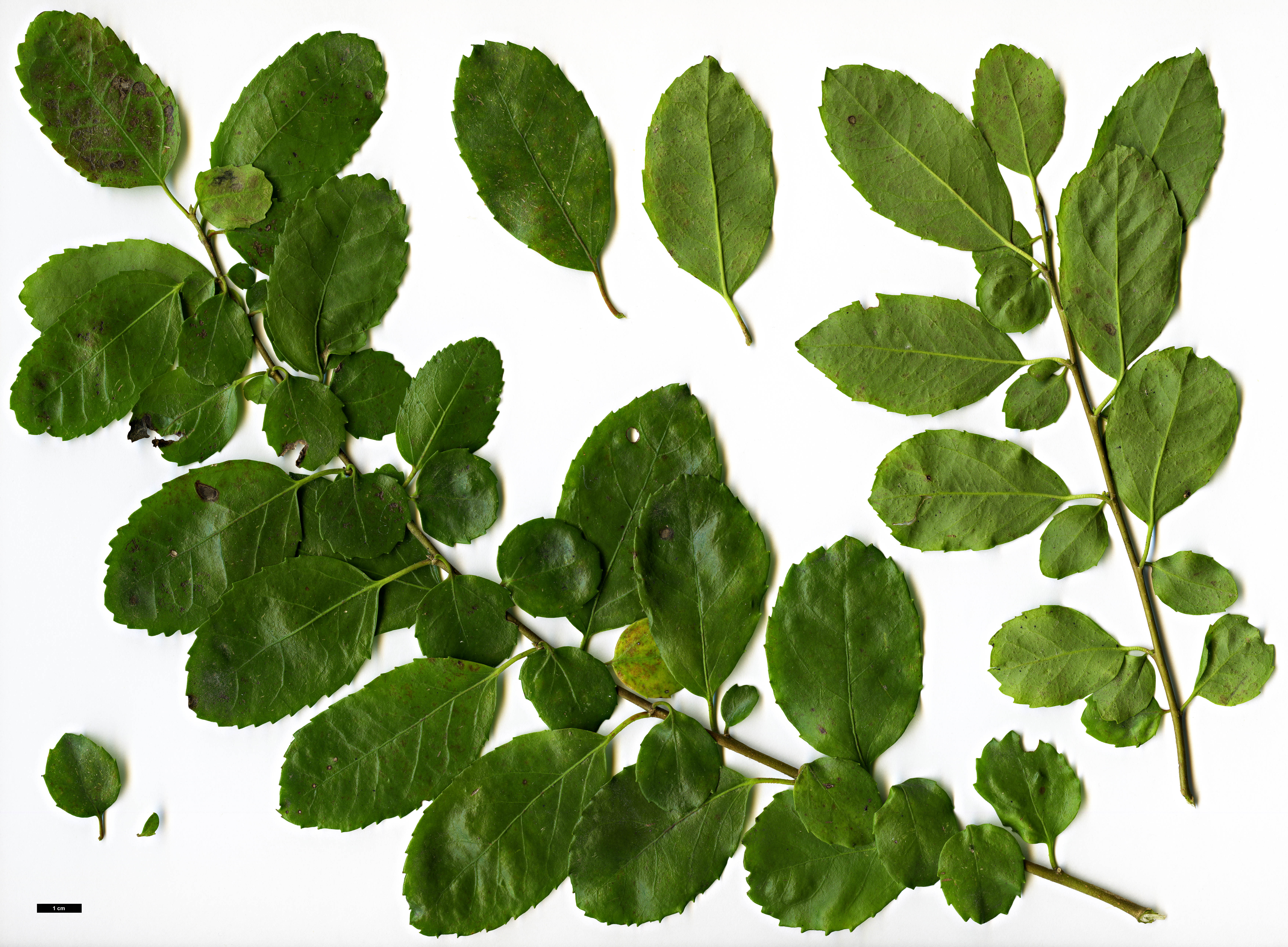 High resolution image: Family: Salicaceae - Genus: Azara - Taxon: serrata