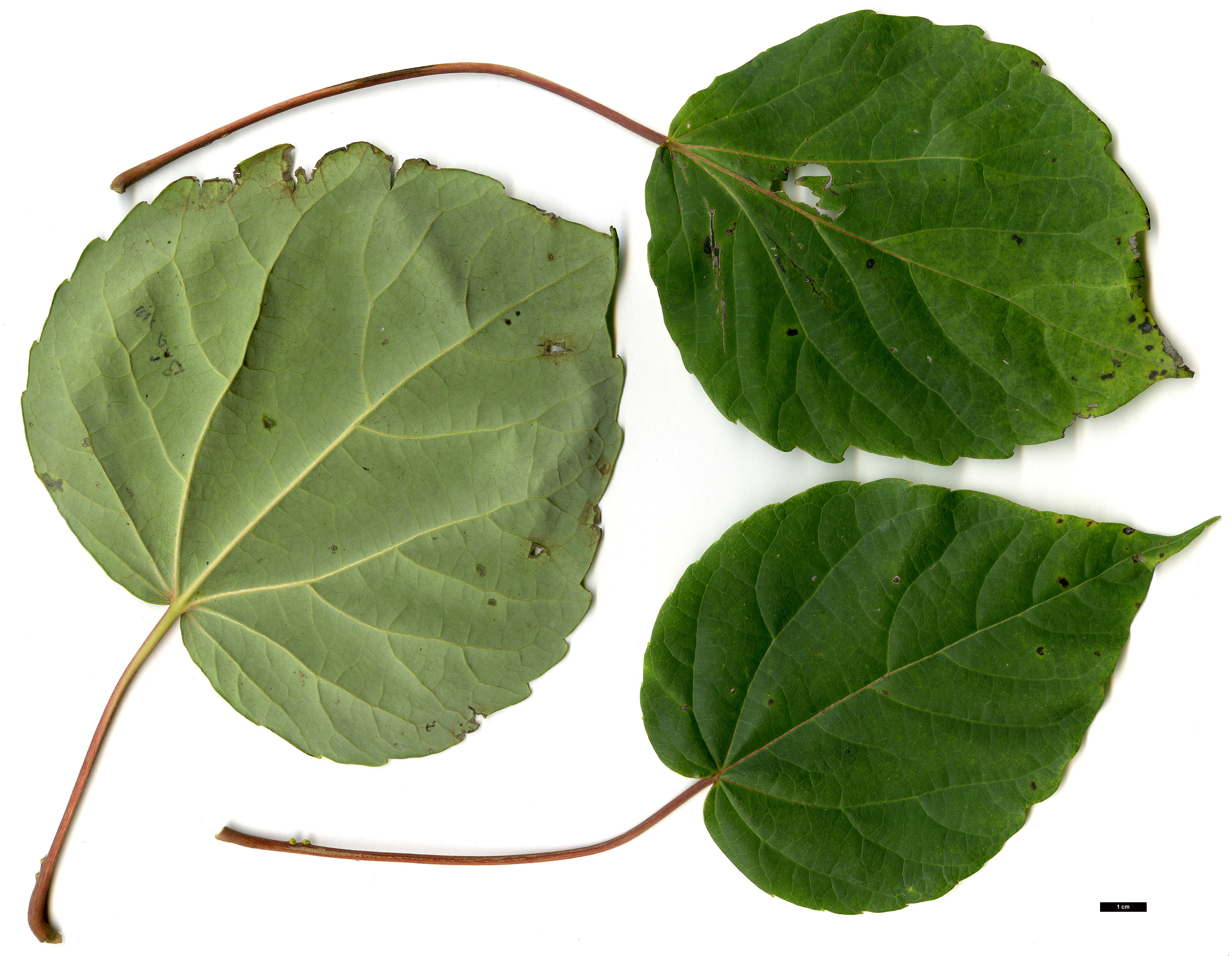 High resolution image: Family: Salicaceae - Genus: Idesia - Taxon: polycarpa
