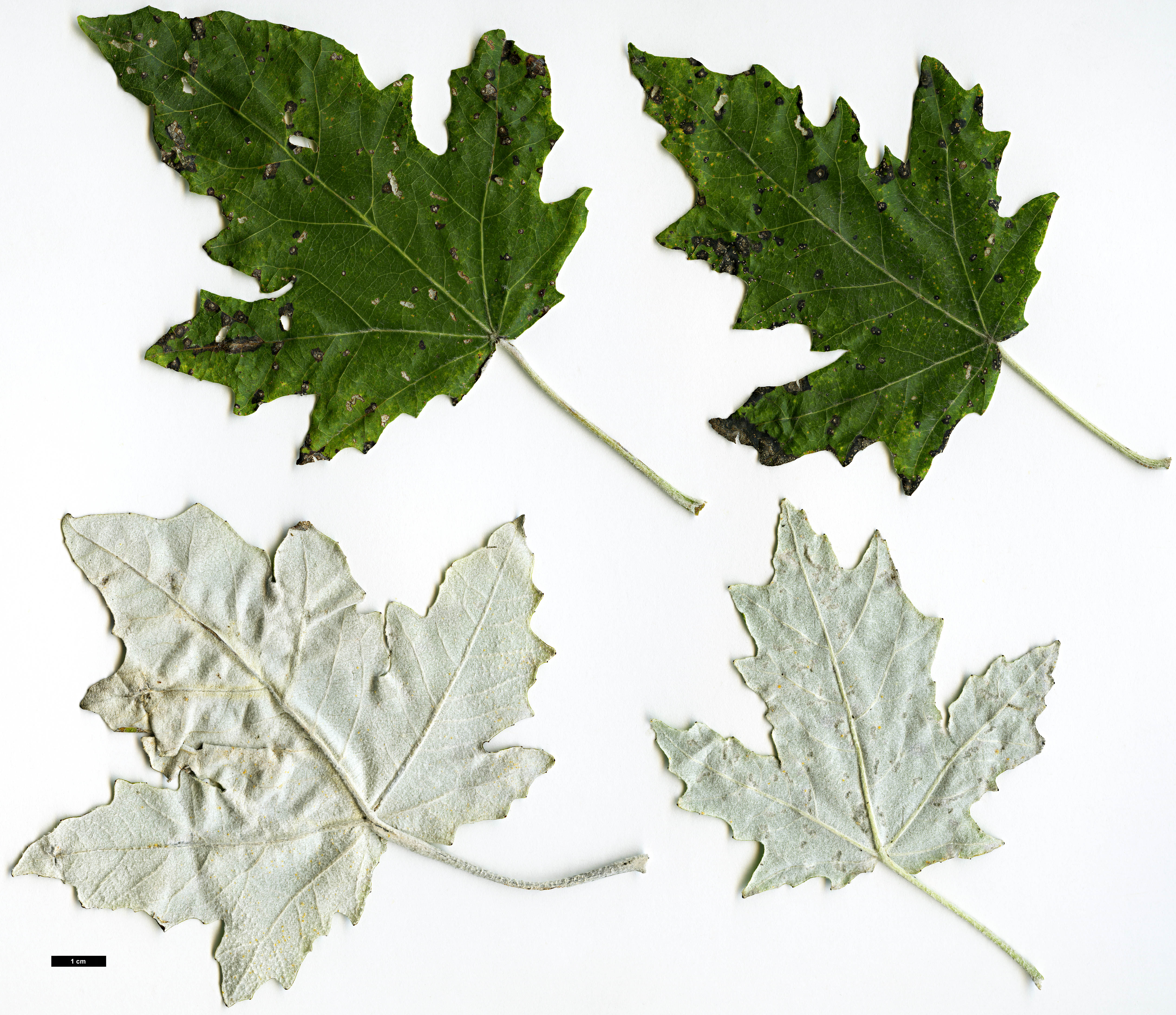 High resolution image: Family: Salicaceae - Genus: Populus - Taxon: alba