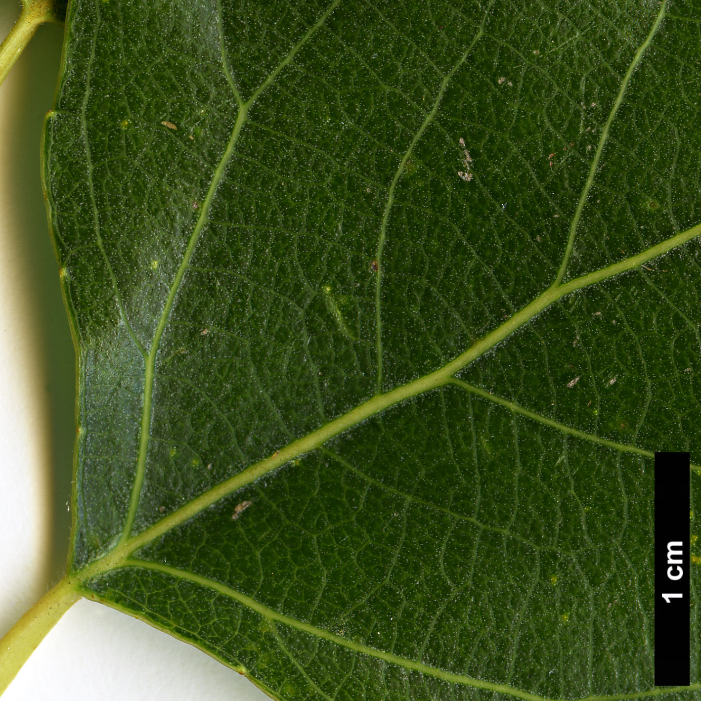 High resolution image: Family: Salicaceae - Genus: Populus - Taxon: nigra