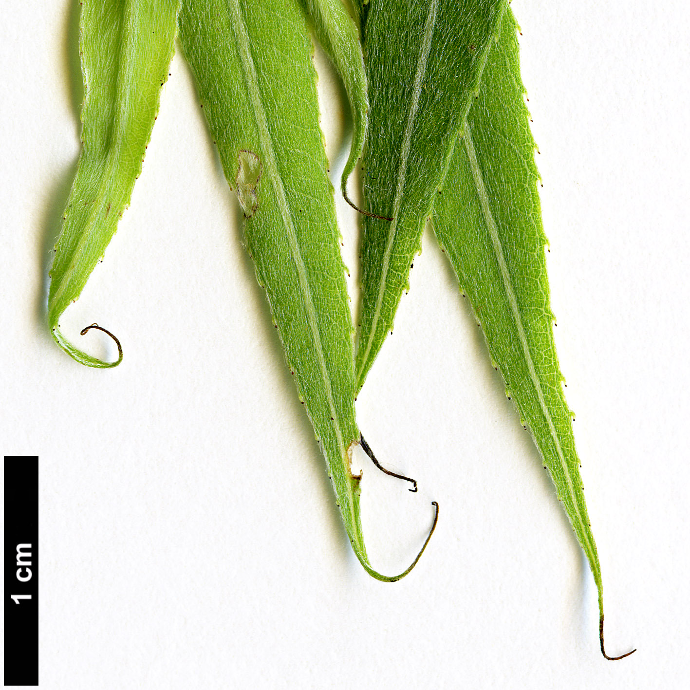 High resolution image: Family: Salicaceae - Genus: Salix - Taxon: babylonica