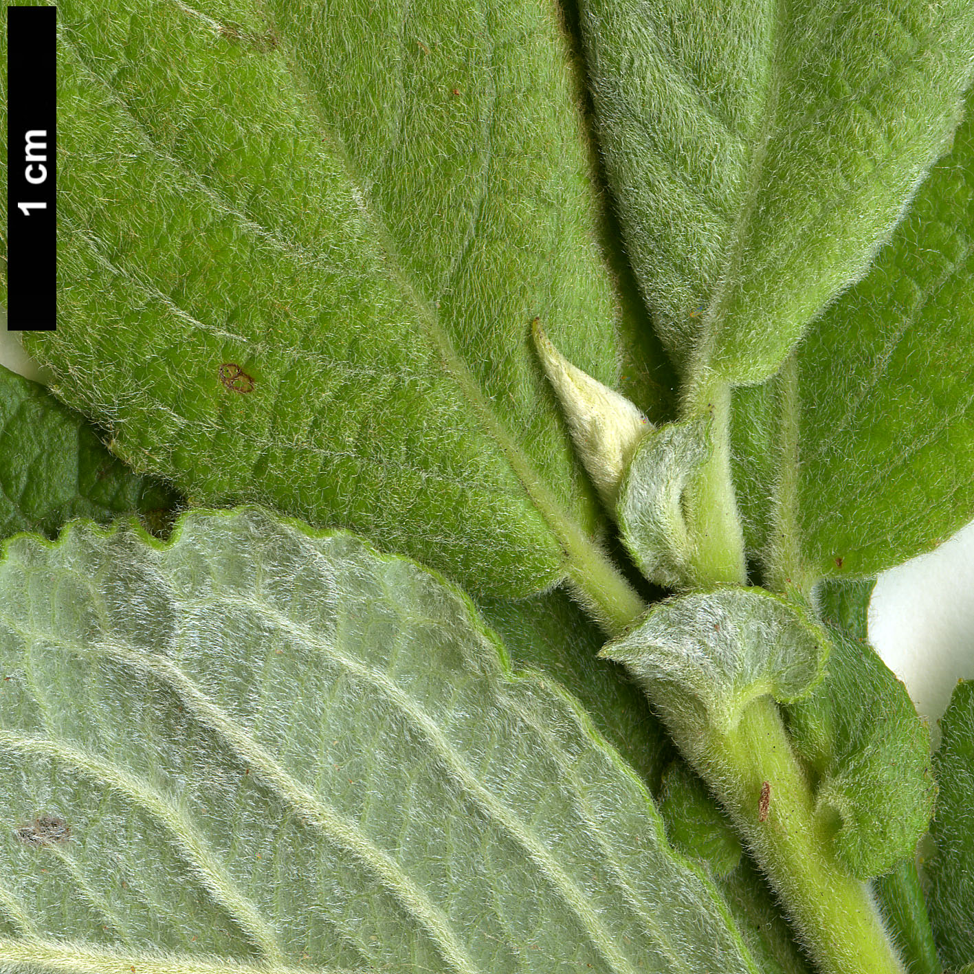High resolution image: Family: Salicaceae - Genus: Salix - Taxon: caprea
