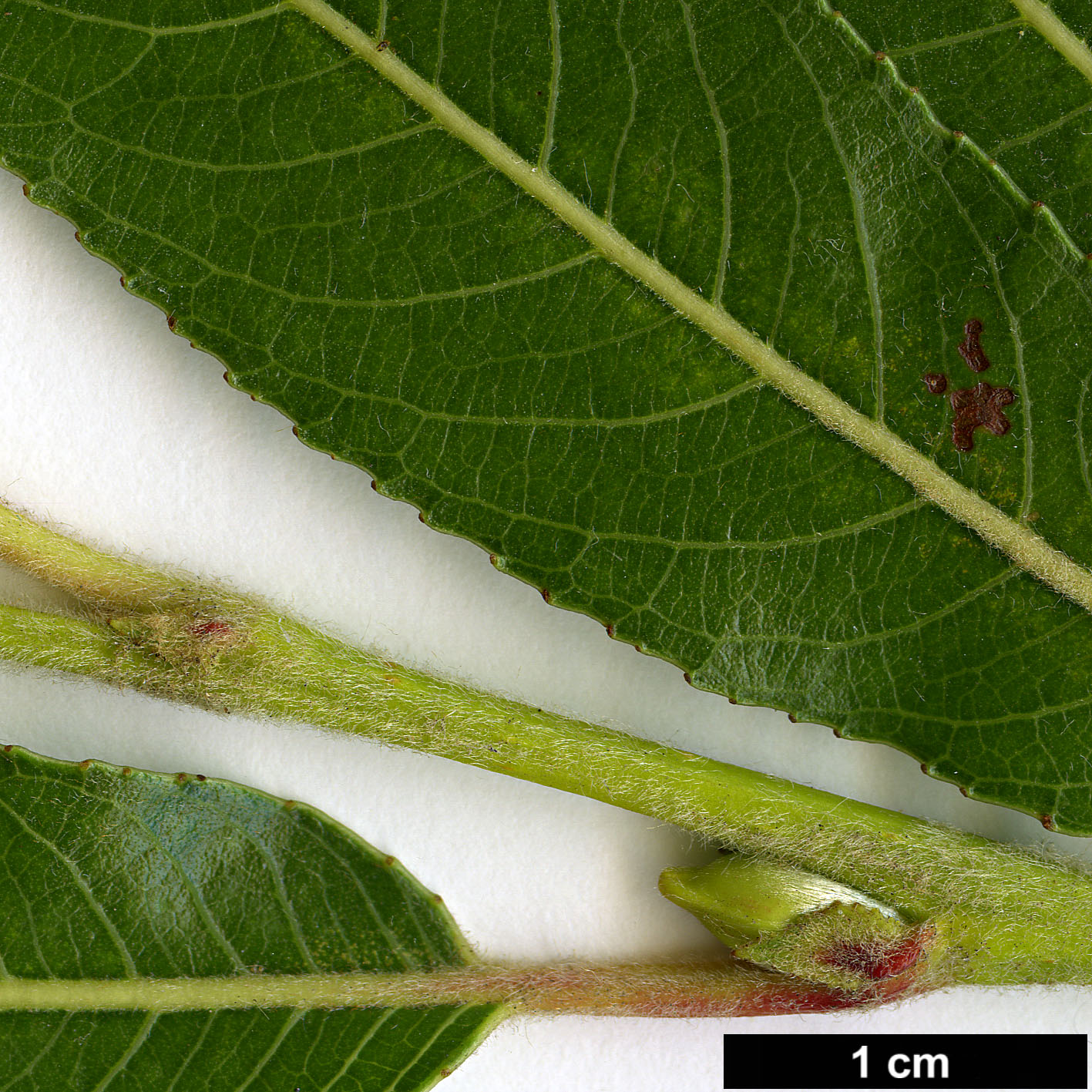 High resolution image: Family: Salicaceae - Genus: Salix - Taxon: daphnoides