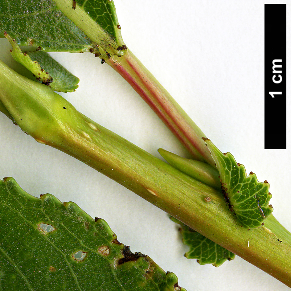 High resolution image: Family: Salicaceae - Genus: Salix - Taxon: euxina