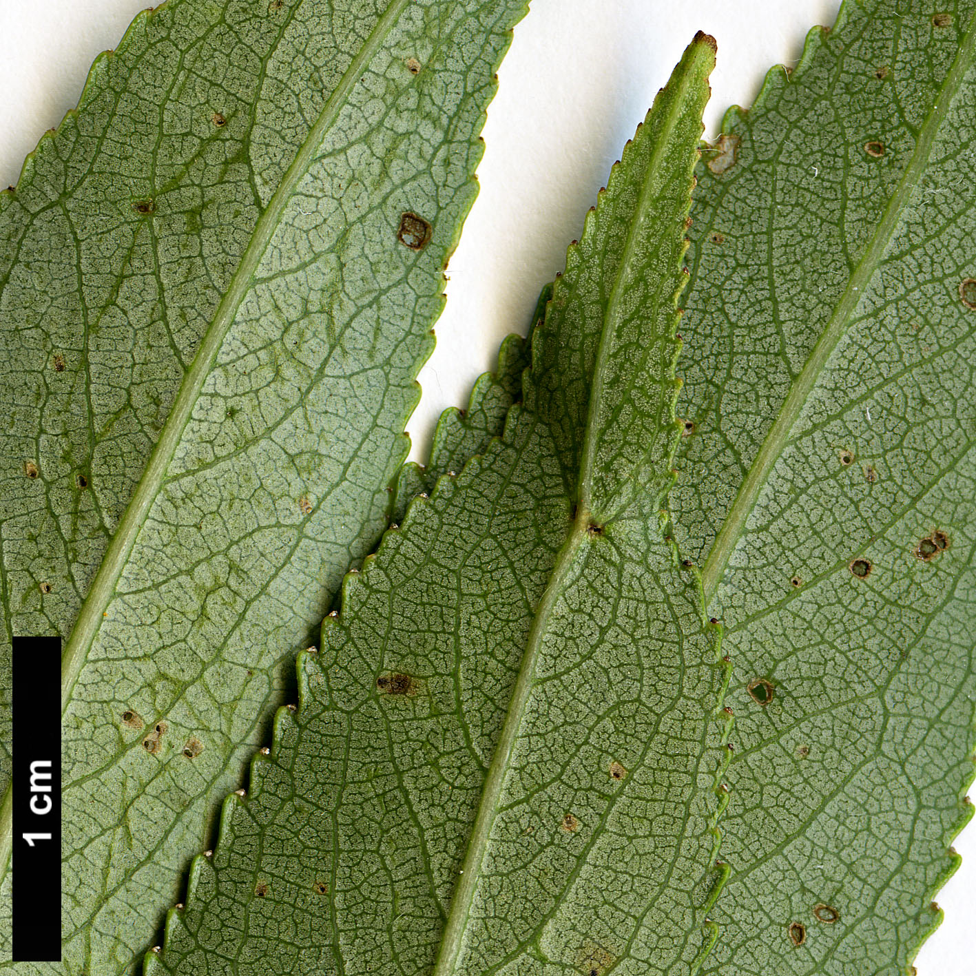 High resolution image: Family: Salicaceae - Genus: Salix - Taxon: euxina