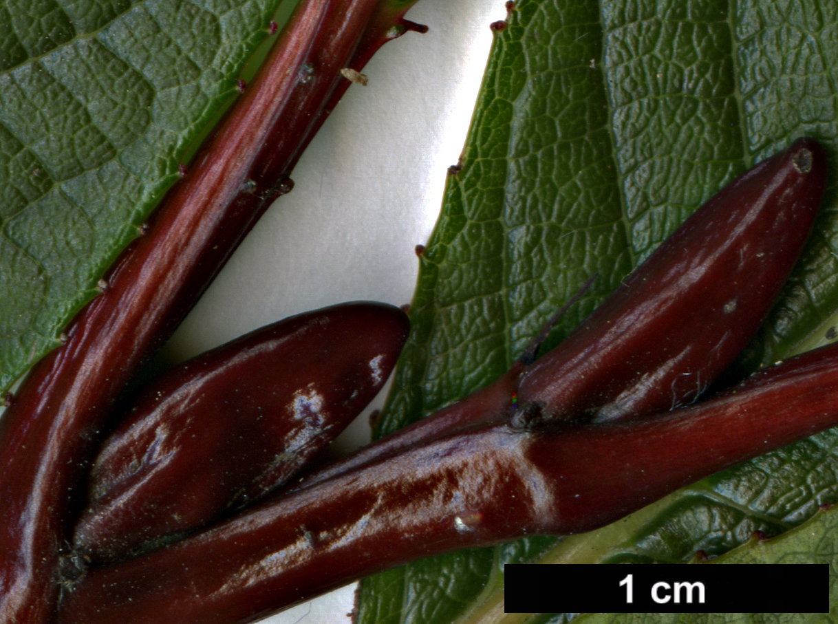 High resolution image: Family: Salicaceae - Genus: Salix - Taxon: fargesii