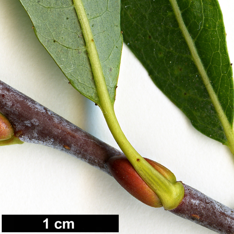 High resolution image: Family: Salicaceae - Genus: Salix - Taxon: irrorata