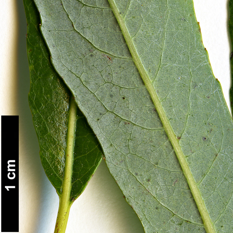 High resolution image: Family: Salicaceae - Genus: Salix - Taxon: irrorata