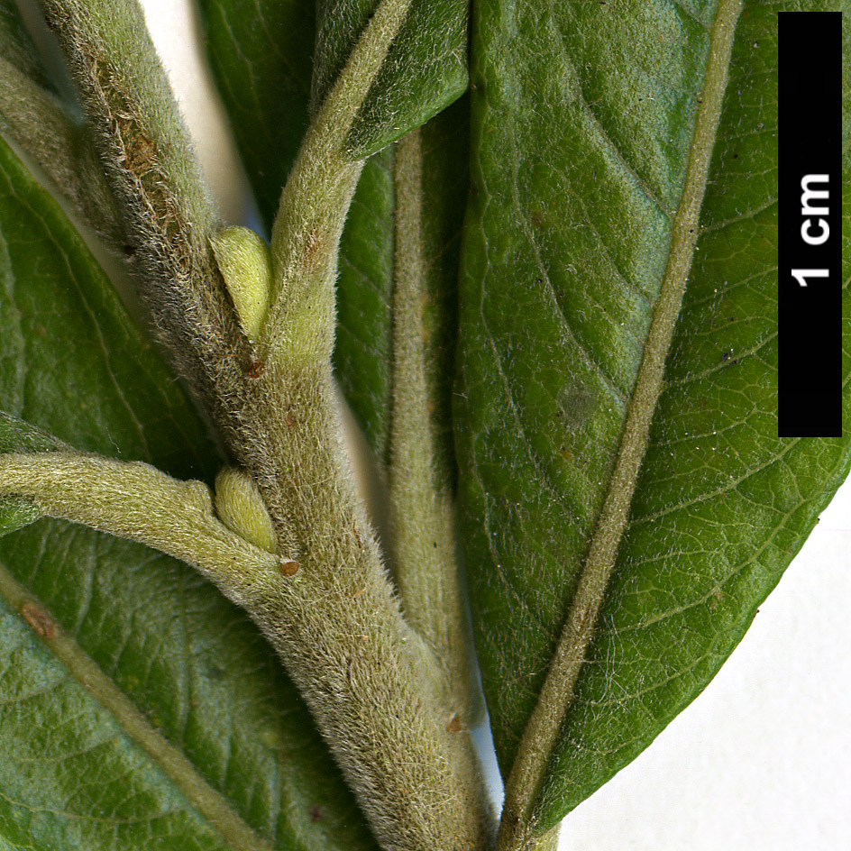 High resolution image: Family: Salicaceae - Genus: Salix - Taxon: kinuyanagi