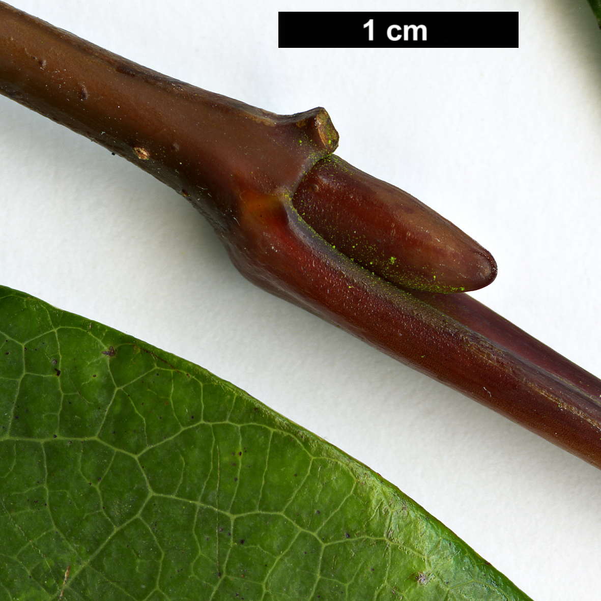 High resolution image: Family: Salicaceae - Genus: Salix - Taxon: magnifica