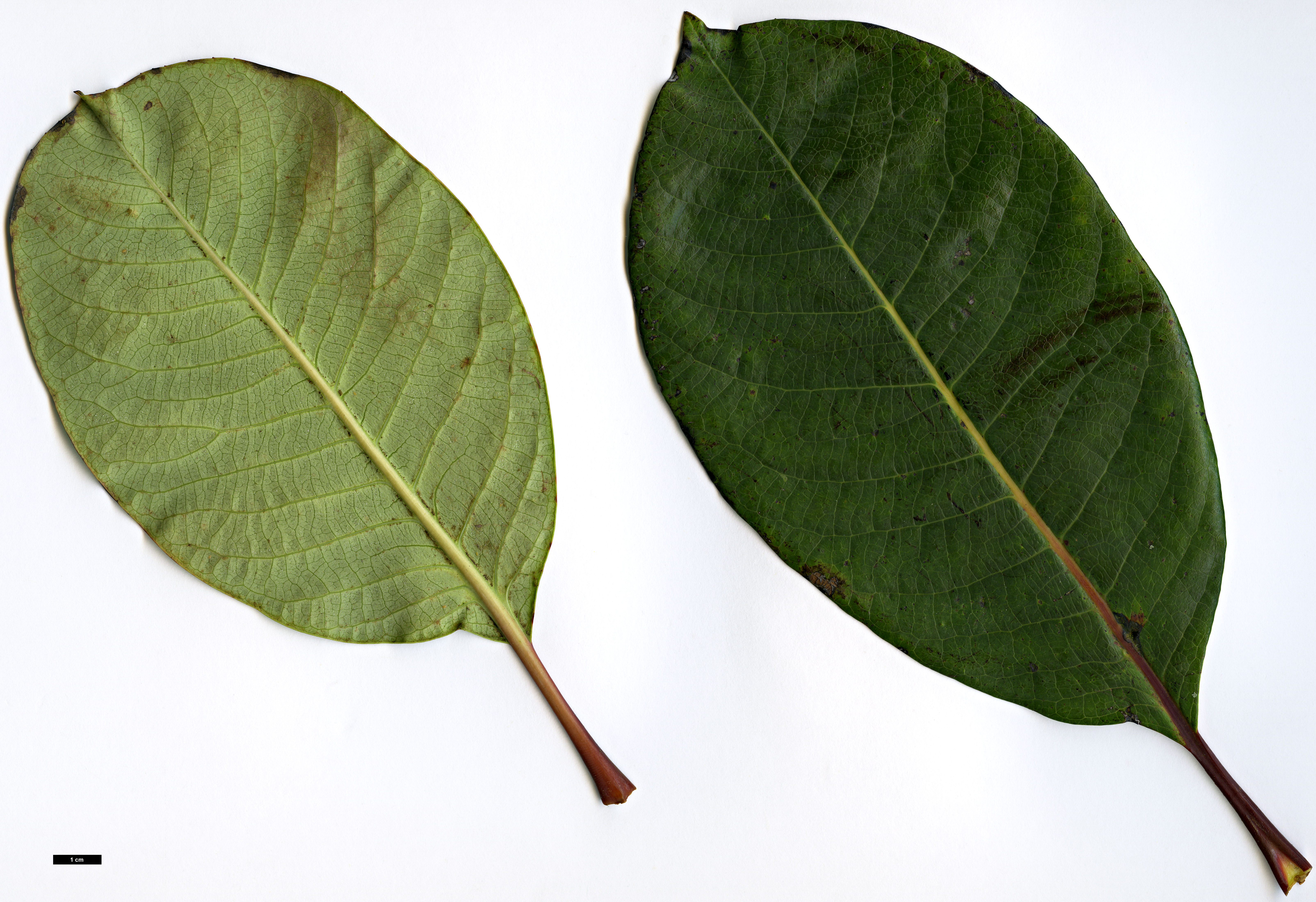 High resolution image: Family: Salicaceae - Genus: Salix - Taxon: magnifica