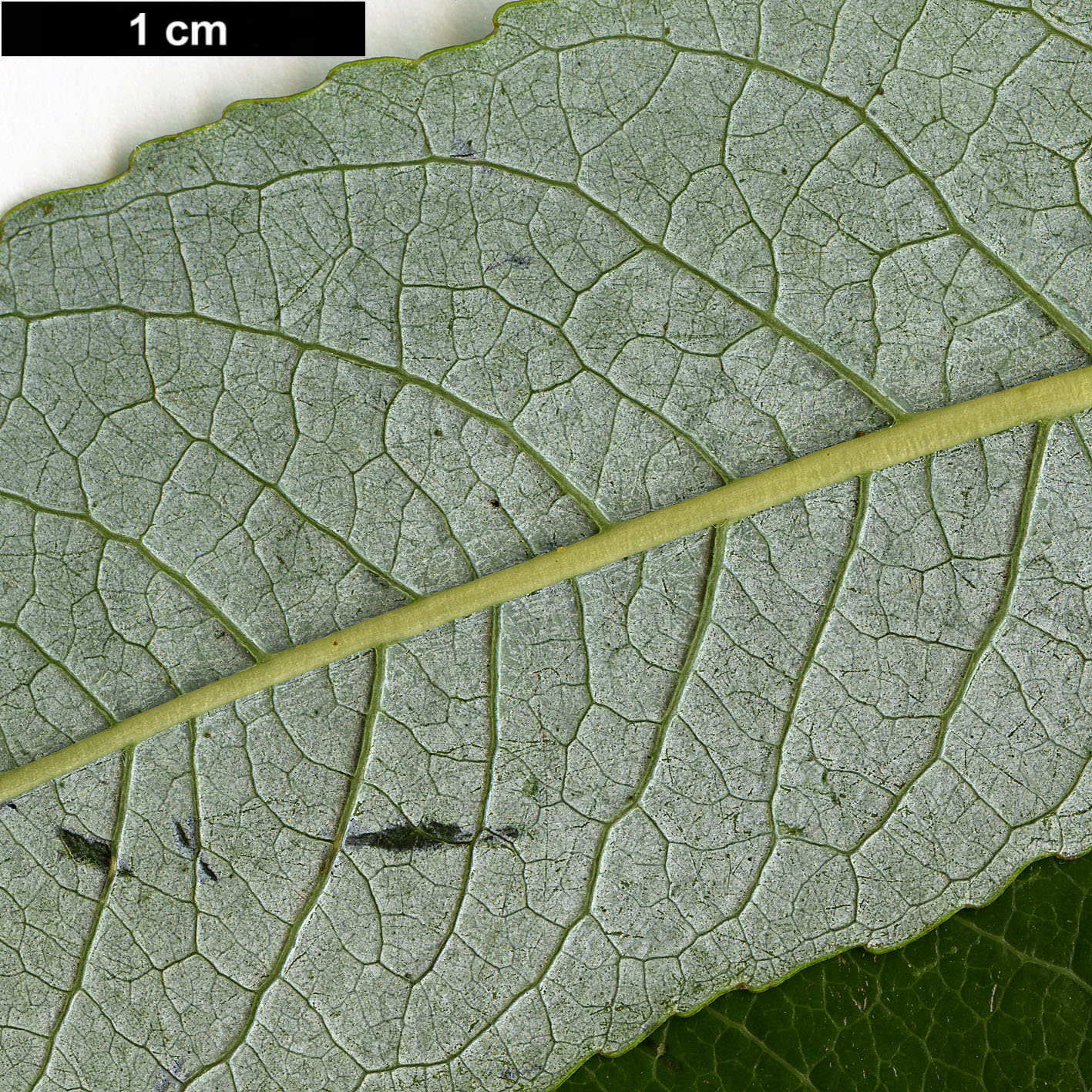 High resolution image: Family: Salicaceae - Genus: Salix - Taxon: prolixa