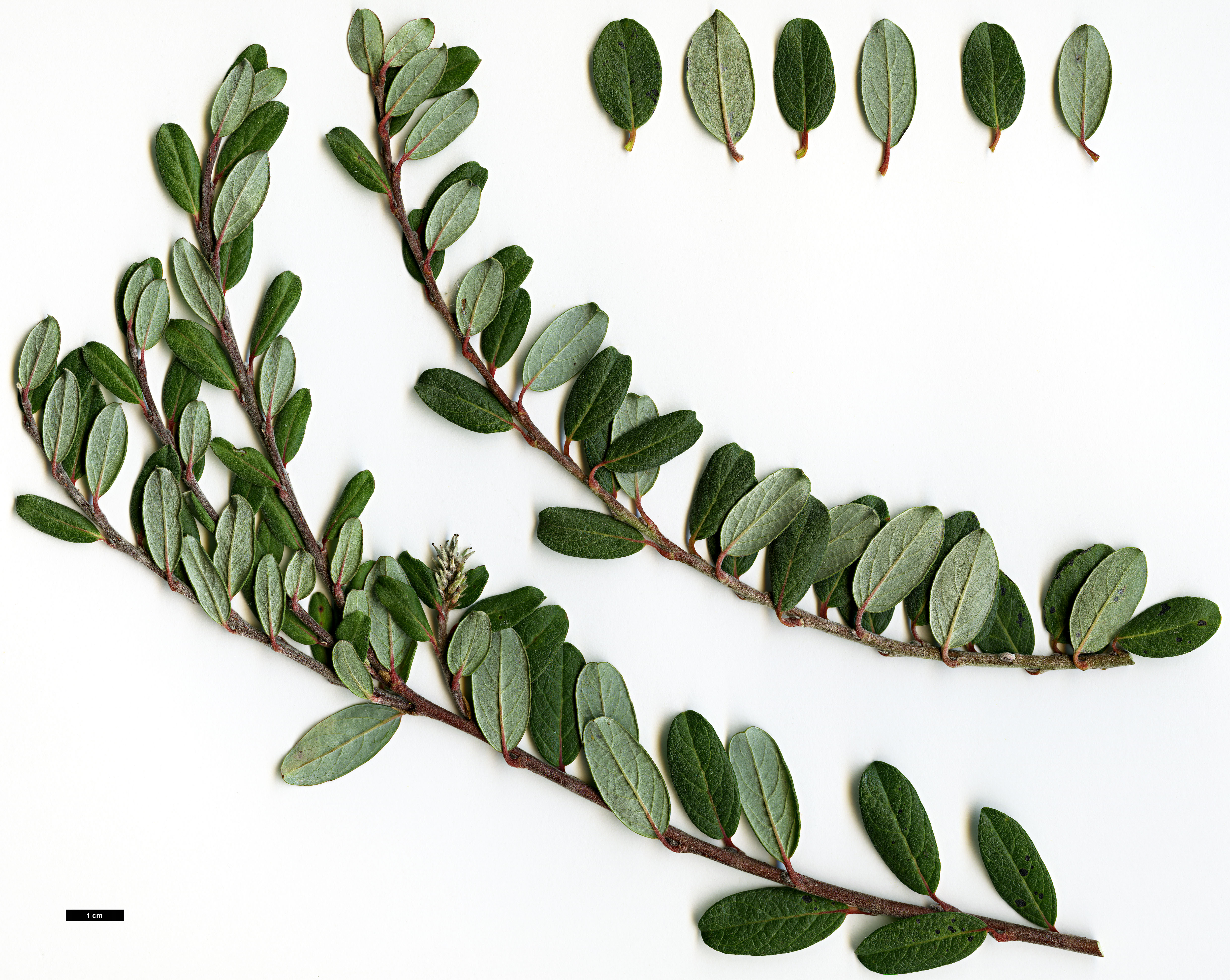 High resolution image: Family: Salicaceae - Genus: Salix - Taxon: repens