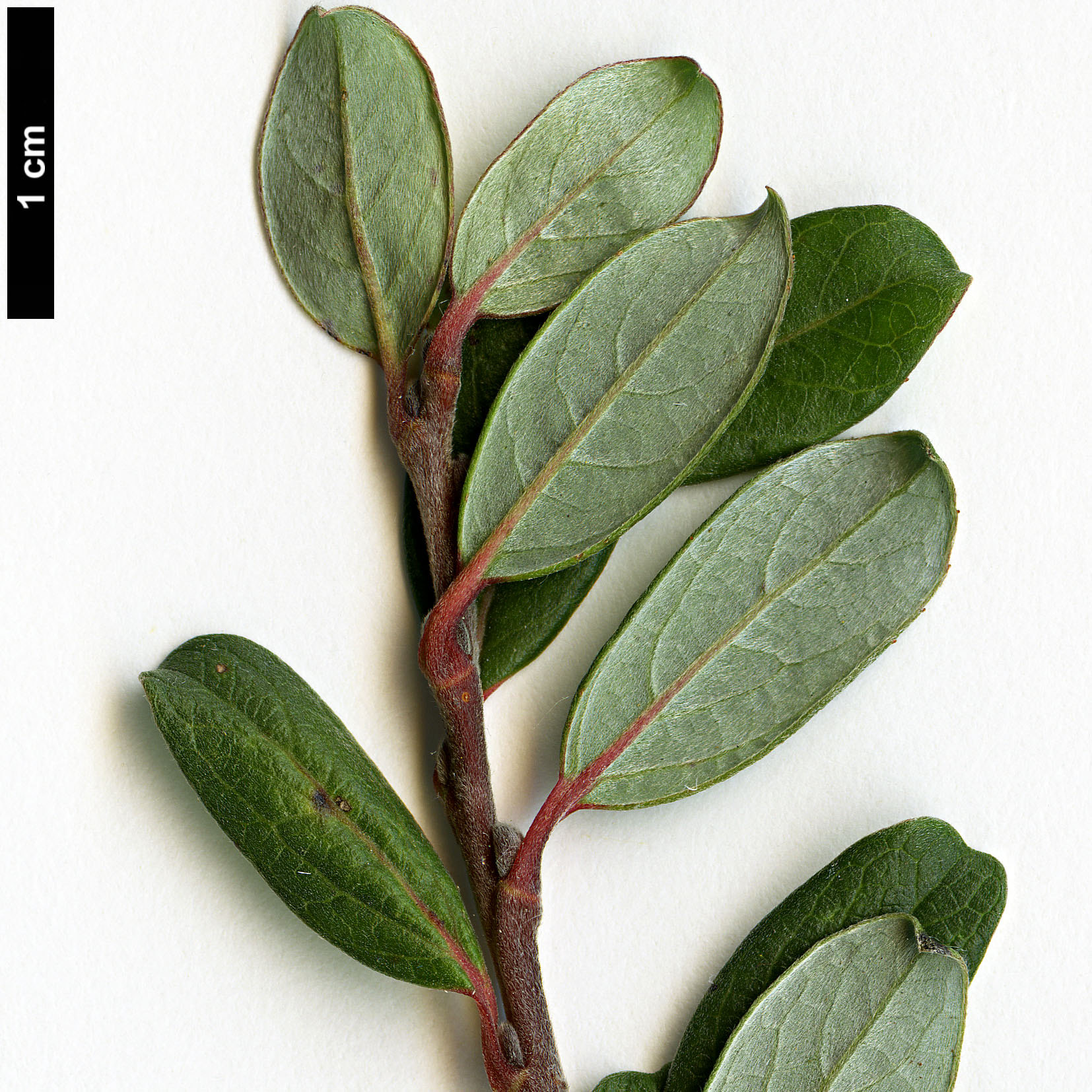 High resolution image: Family: Salicaceae - Genus: Salix - Taxon: repens