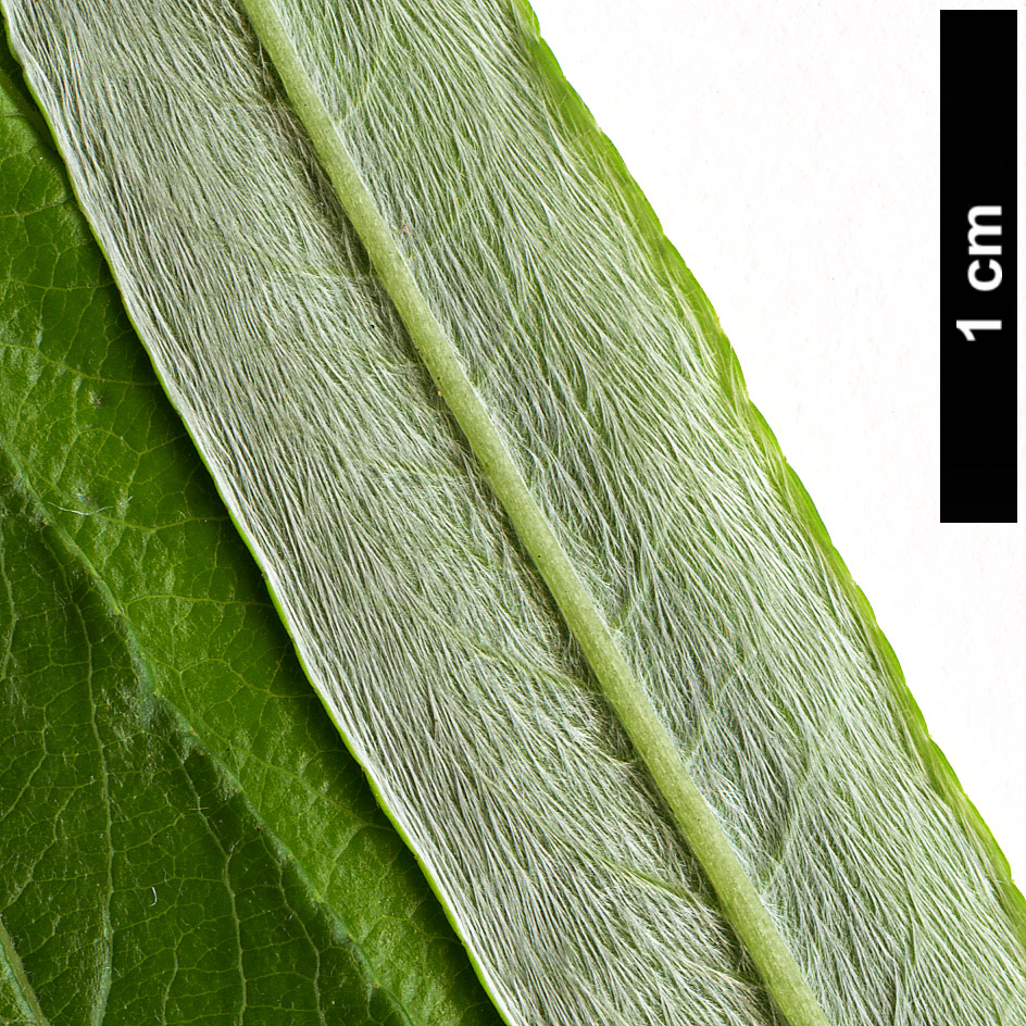 High resolution image: Family: Salicaceae - Genus: Salix - Taxon: schwerinii