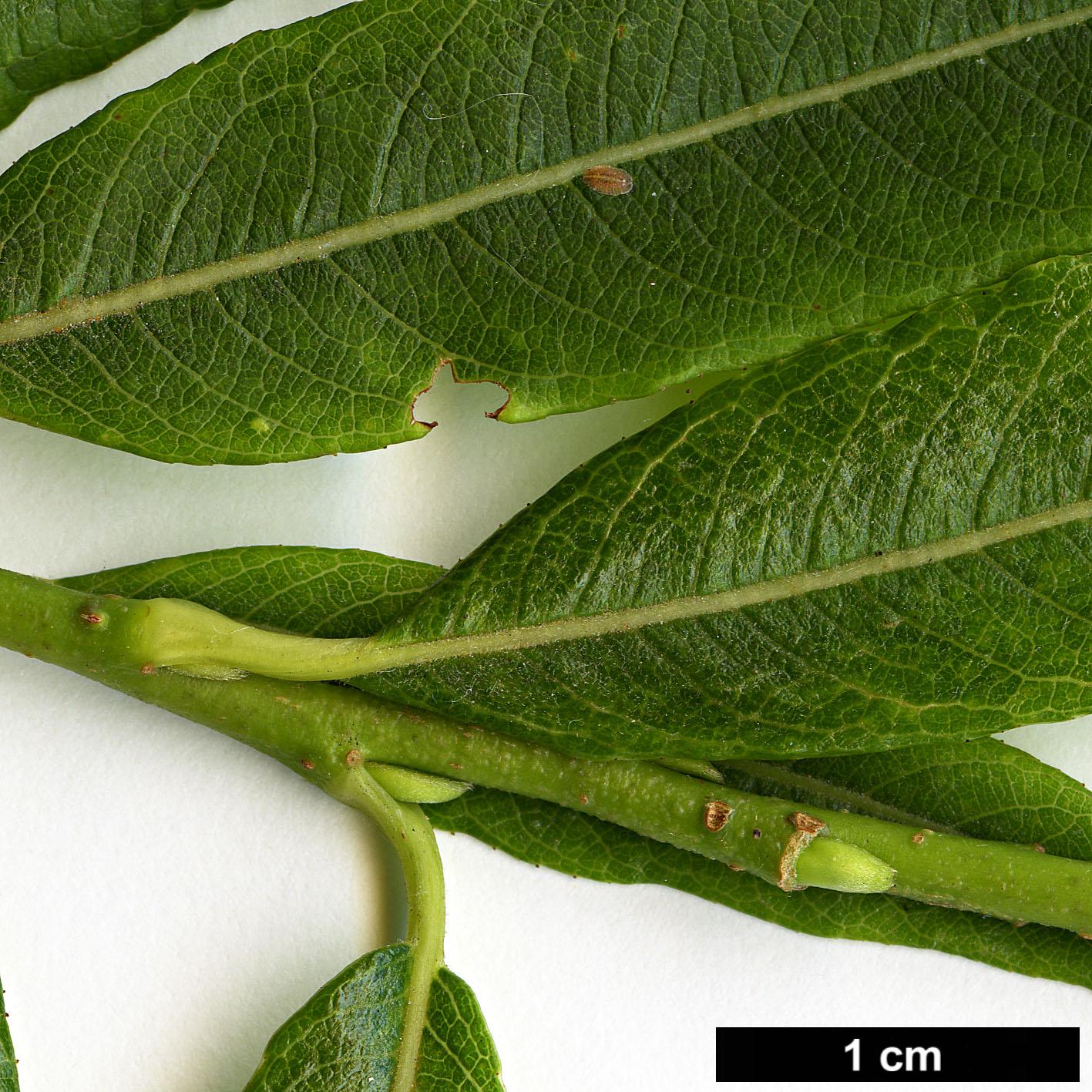 High resolution image: Family: Salicaceae - Genus: Salix - Taxon: udensis