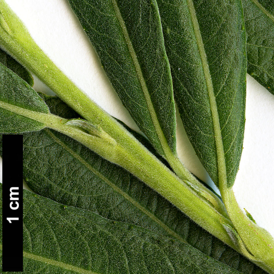 High resolution image: Family: Salicaceae - Genus: Salix - Taxon: viminalis