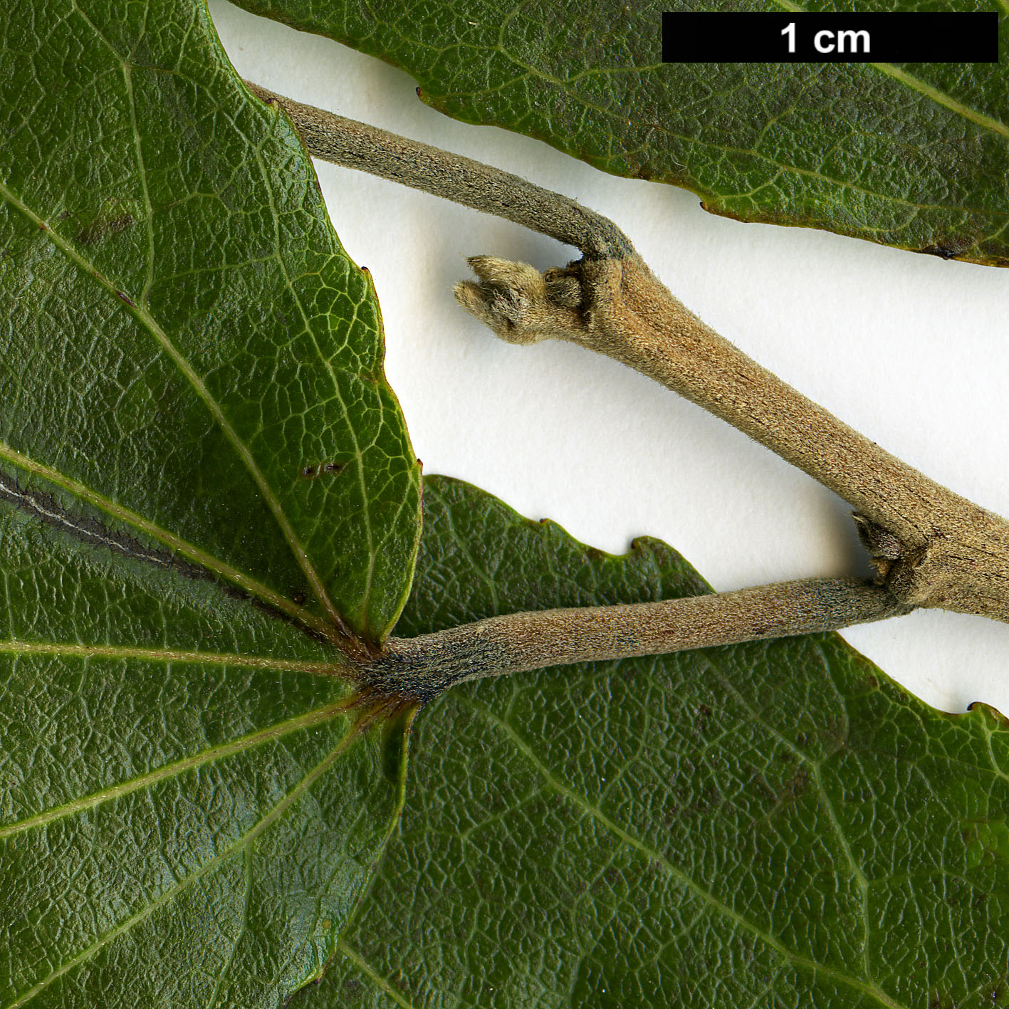 High resolution image: Family: Salicaceae - Genus: Trimeria - Taxon: grandifolia
