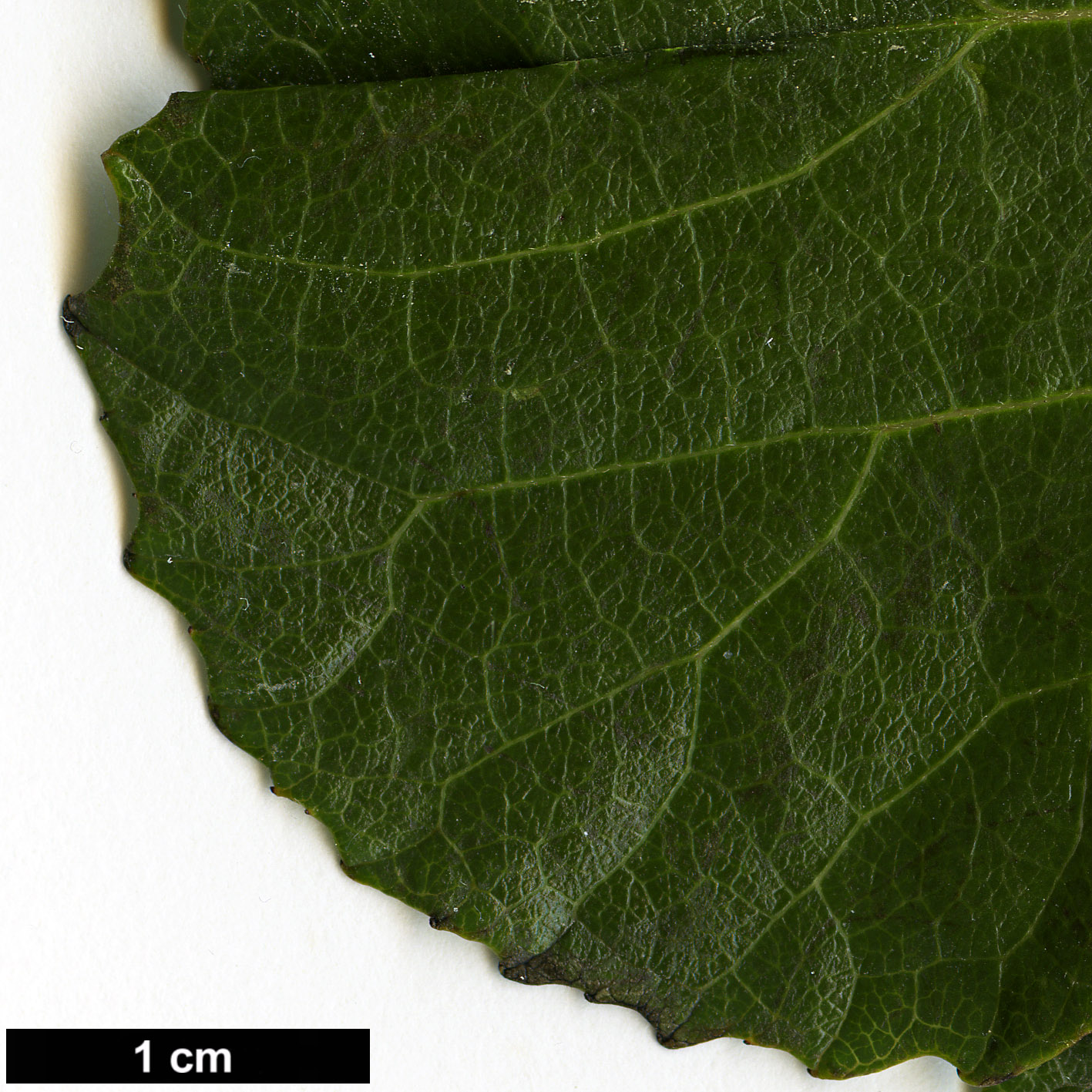 High resolution image: Family: Salicaceae - Genus: Trimeria - Taxon: grandifolia