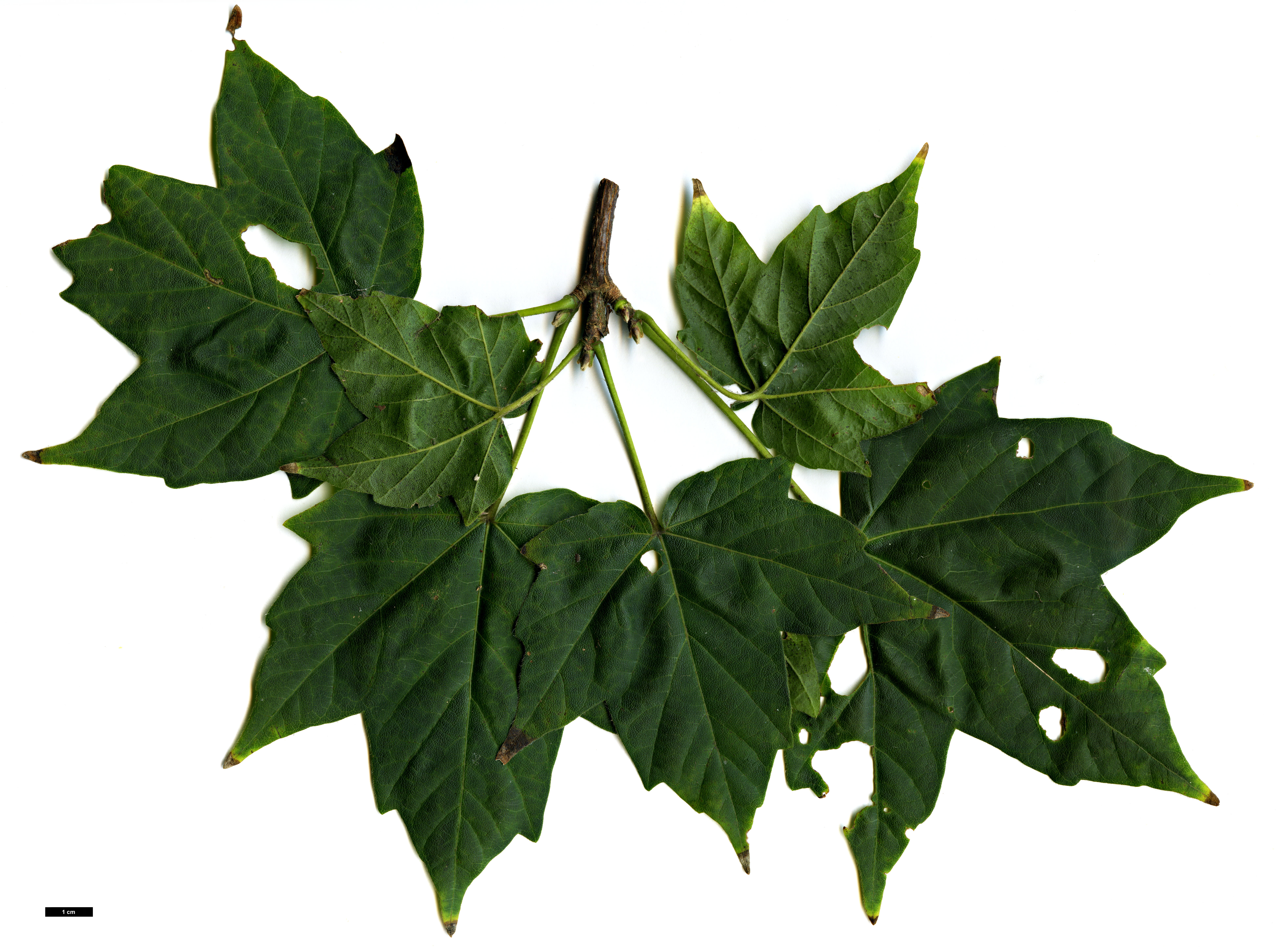 High resolution image: Family: Sapindaceae - Genus: Acer - Taxon: amamiense