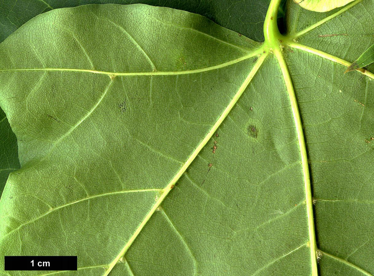High resolution image: Family: Sapindaceae - Genus: Acer - Taxon: amplum