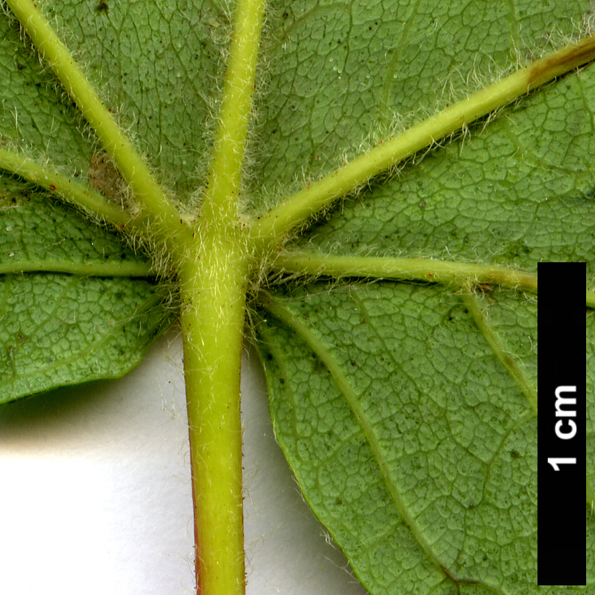High resolution image: Family: Sapindaceae - Genus: Acer - Taxon: caesium