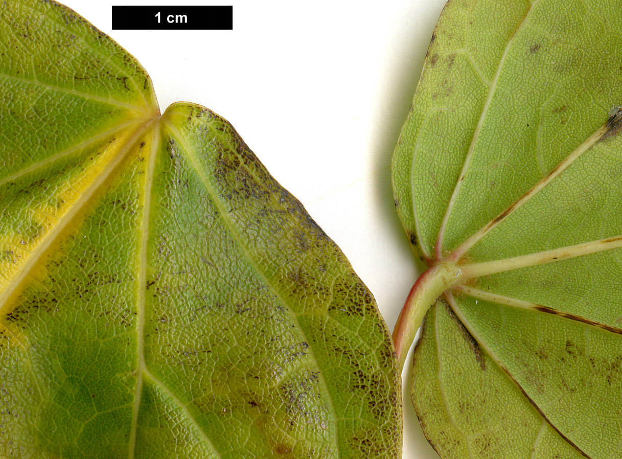 High resolution image: Family: Sapindaceae - Genus: Acer - Taxon: catalpifolium