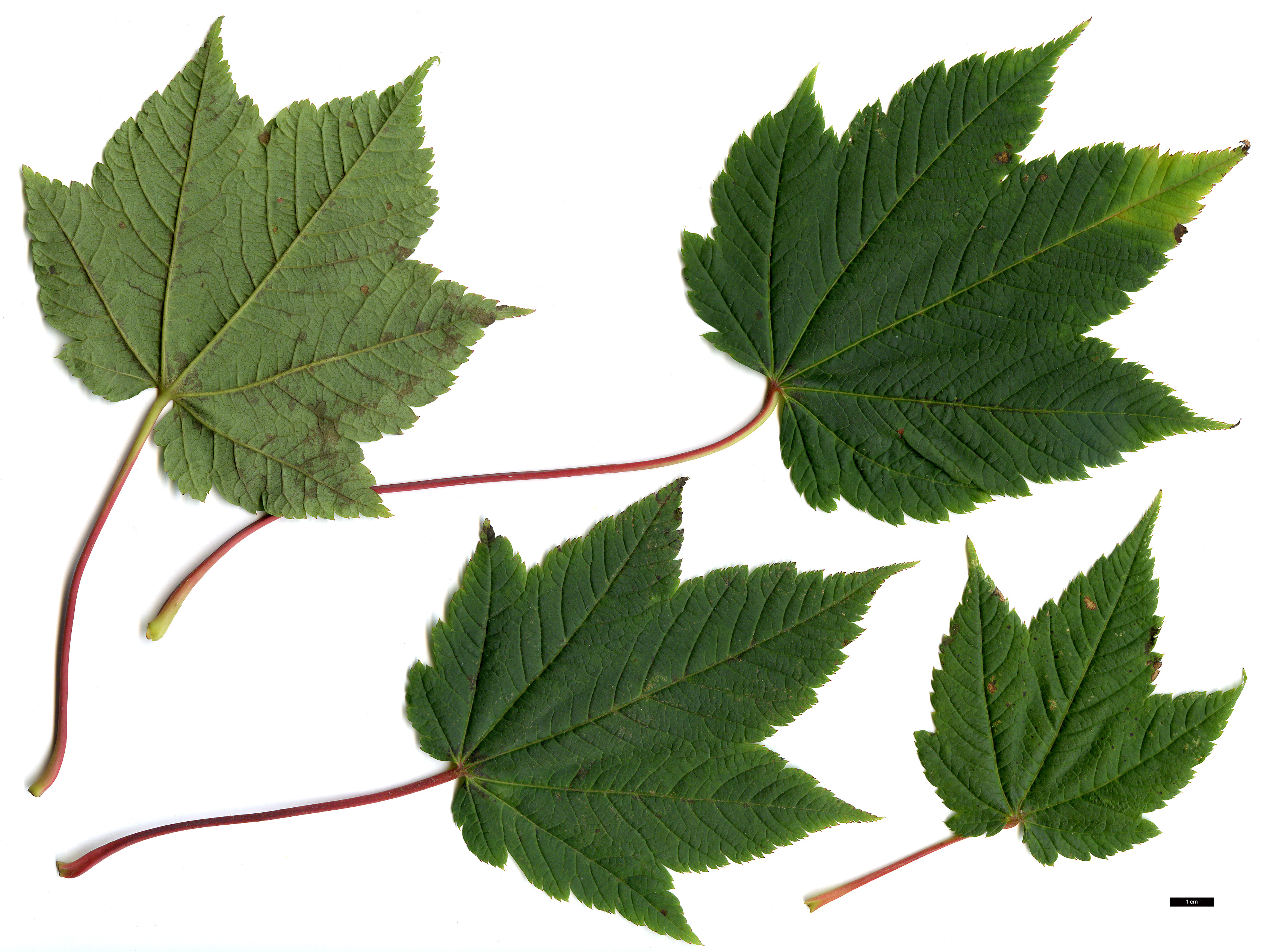 High resolution image: Family: Sapindaceae - Genus: Acer - Taxon: caudatum